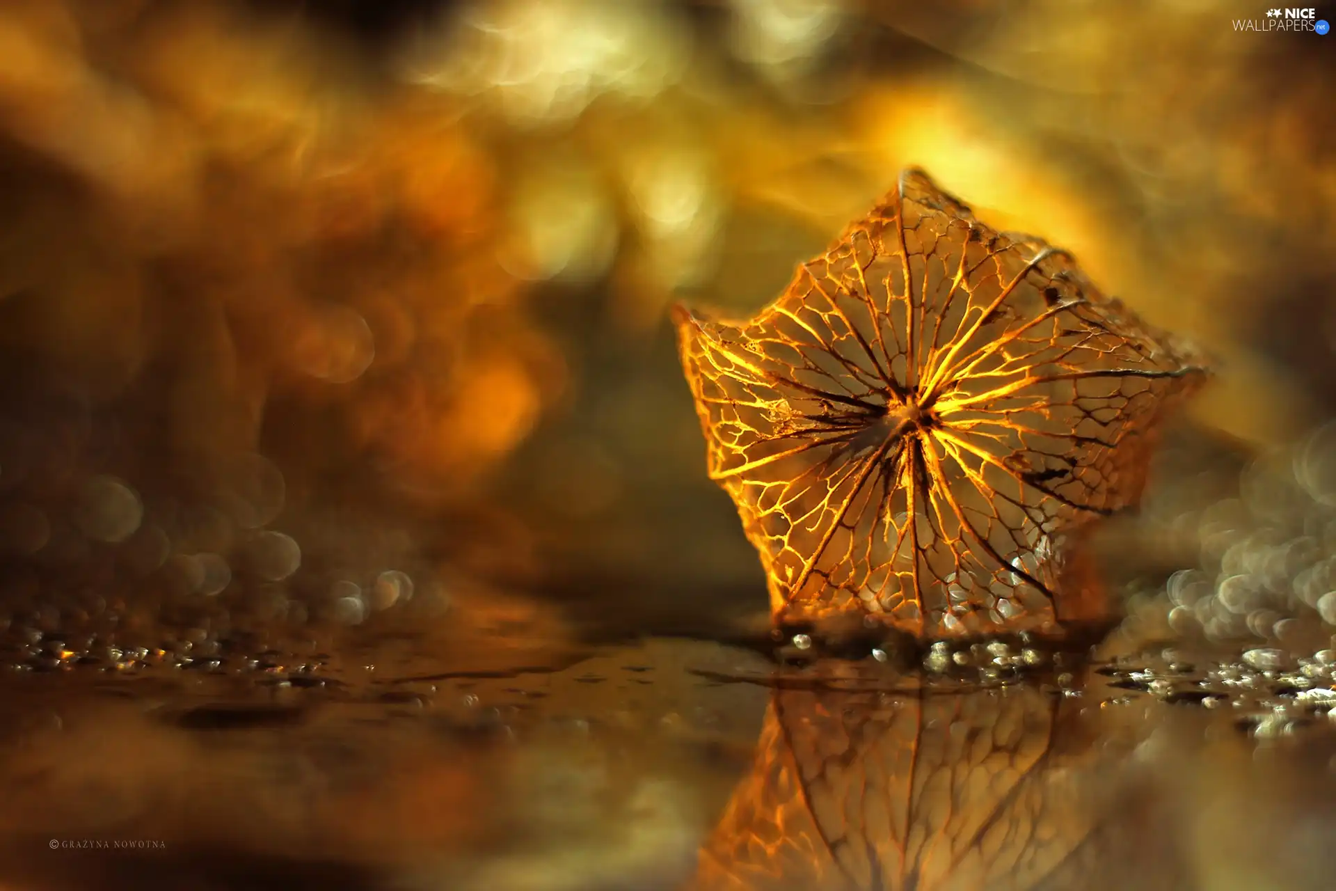 physalis bloated, dry, Bokeh, plant