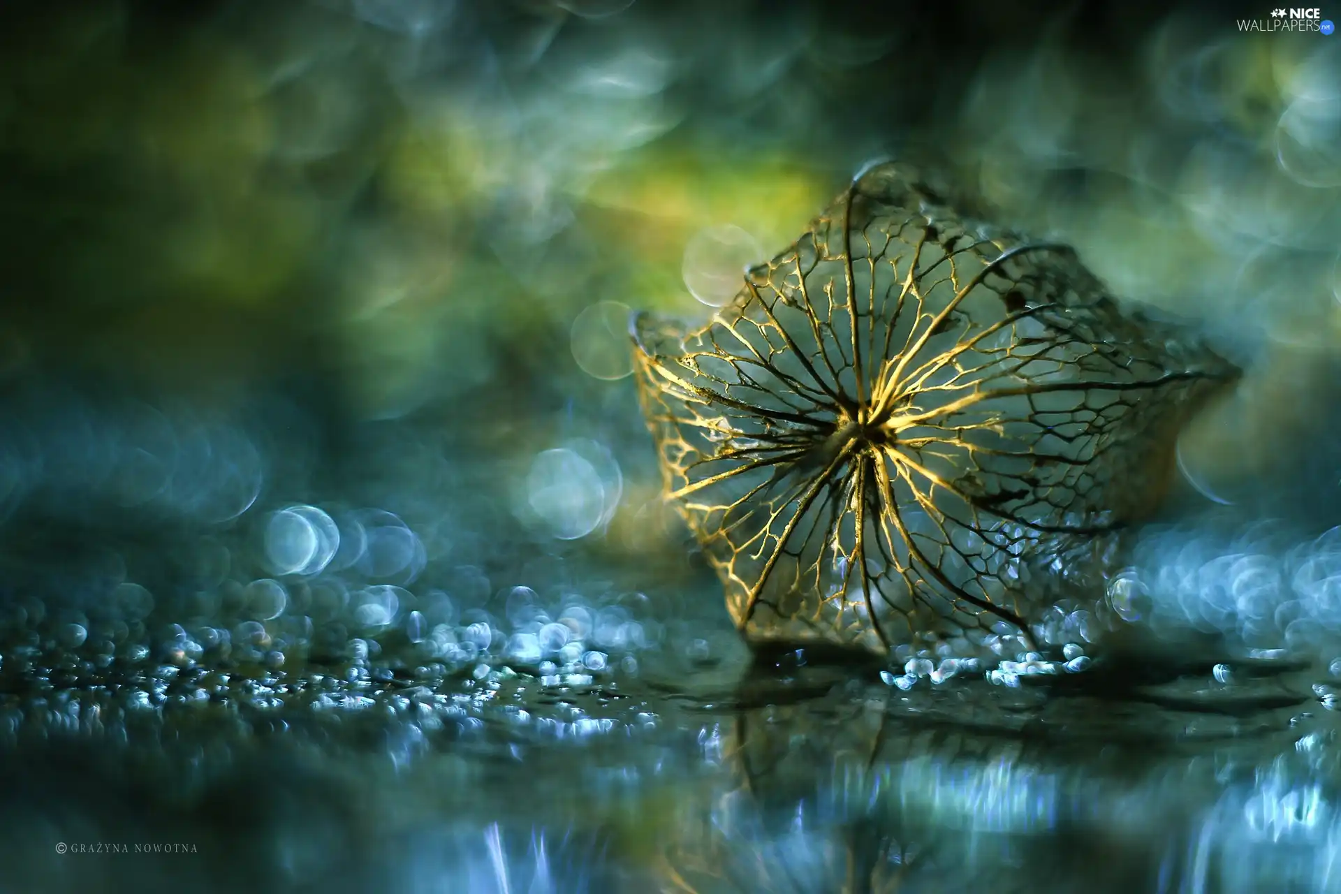 physalis bloated, dry, Bokeh, plant