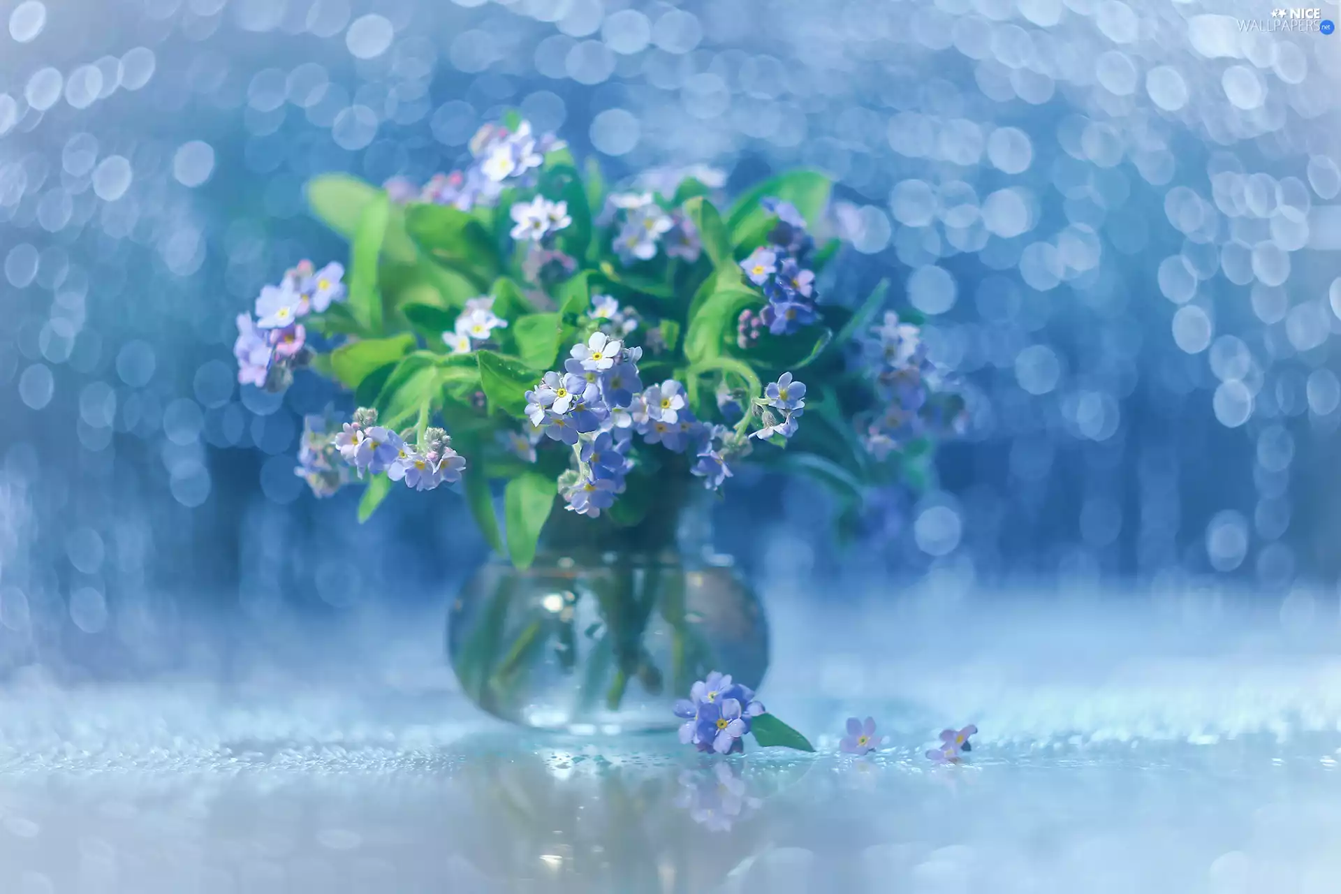 Forget, Bokeh, Blue, Flowers, decoration