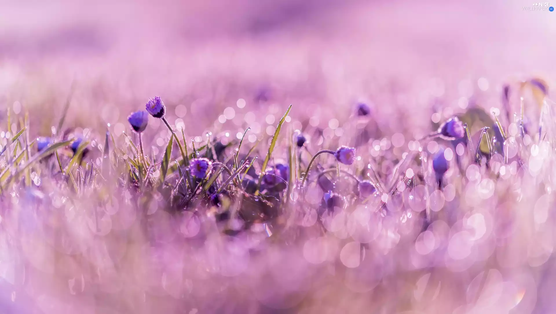 Bokeh, daisies, blur