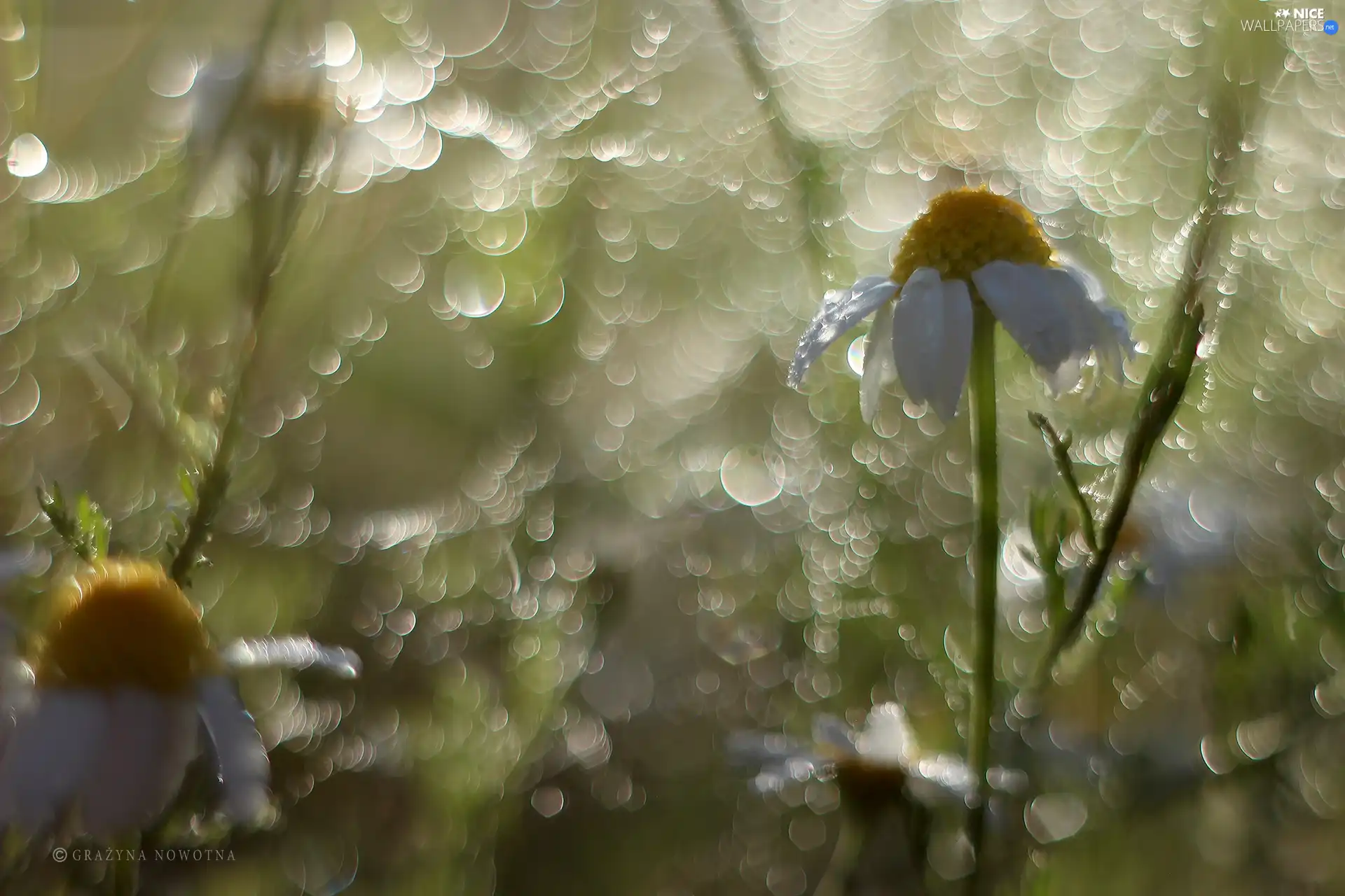 chamomile, Bokeh