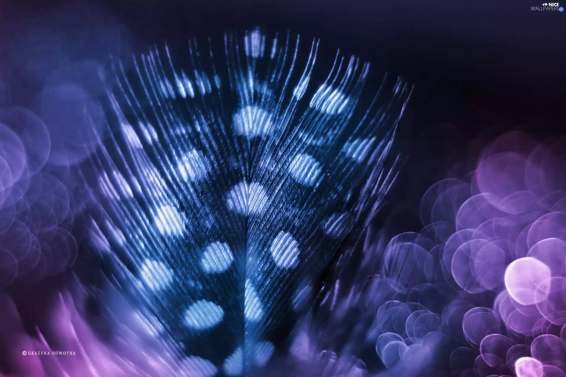 Bokeh, feather, Close