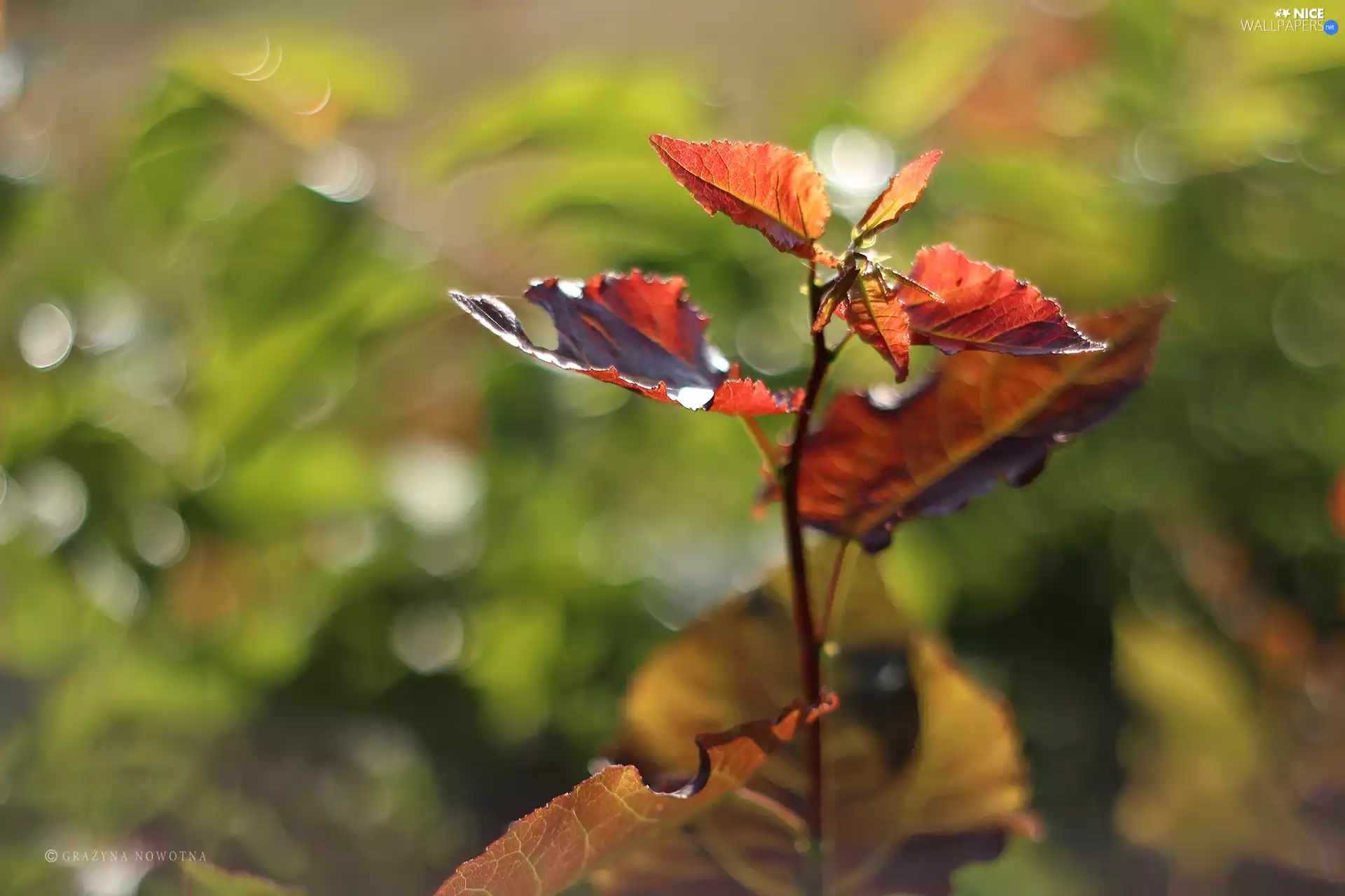 Bokeh, Leaf, color