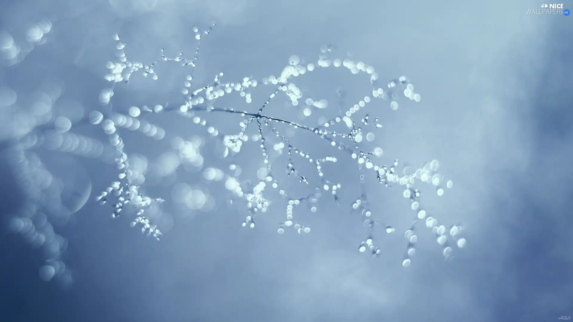 Bokeh, Twigs, drops