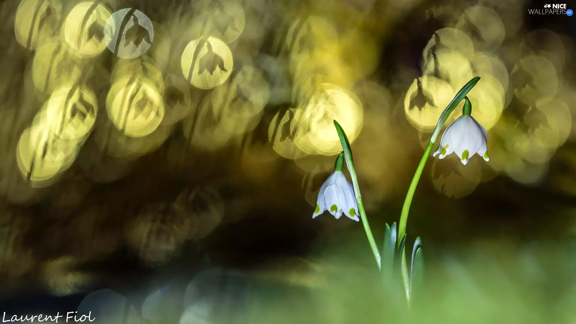 Leucojum, Bokeh, Flowers, Two, White