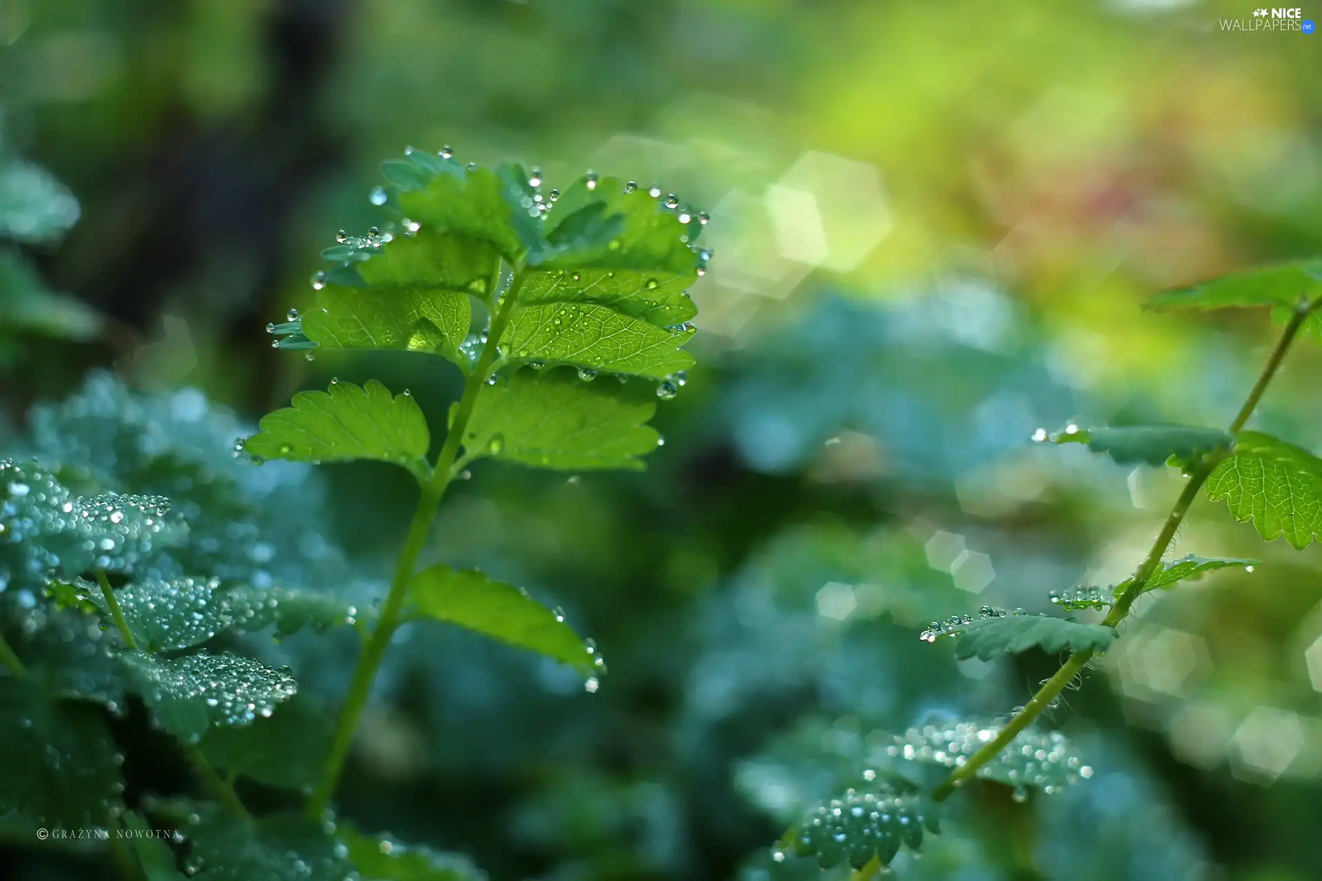 Leaf, drops, Bokeh, green ones