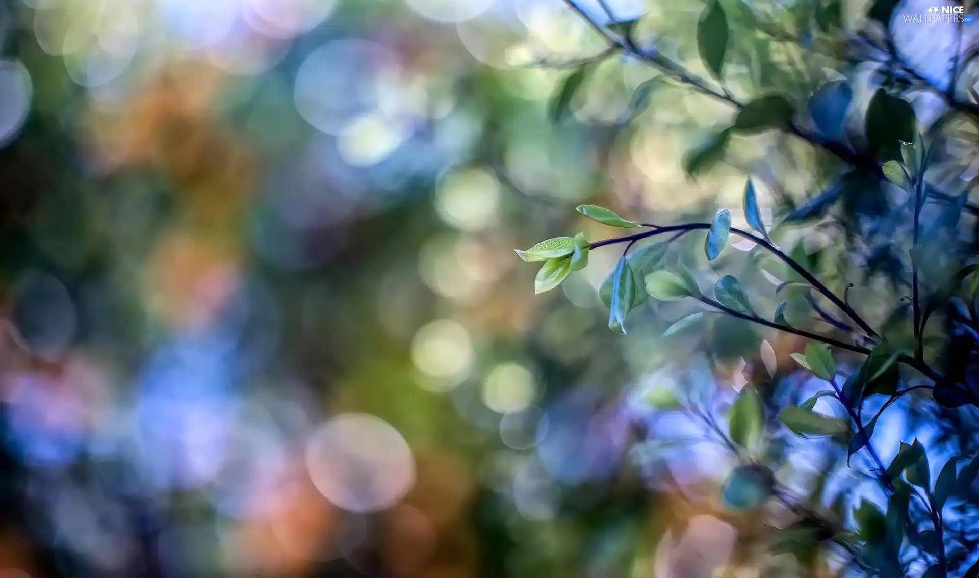 Bokeh, Twigs, Leaf