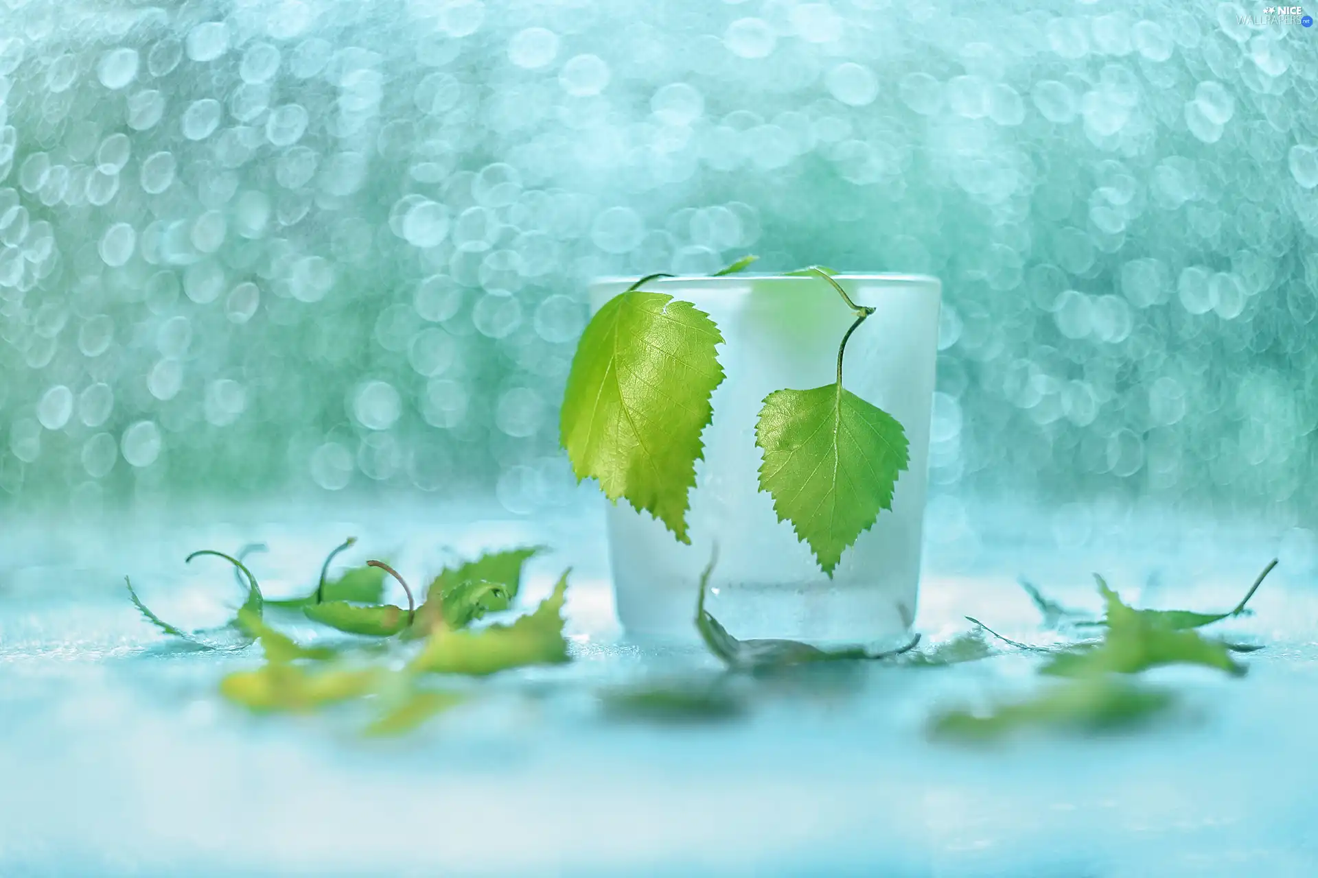 Leaf, vase, Bokeh, birch