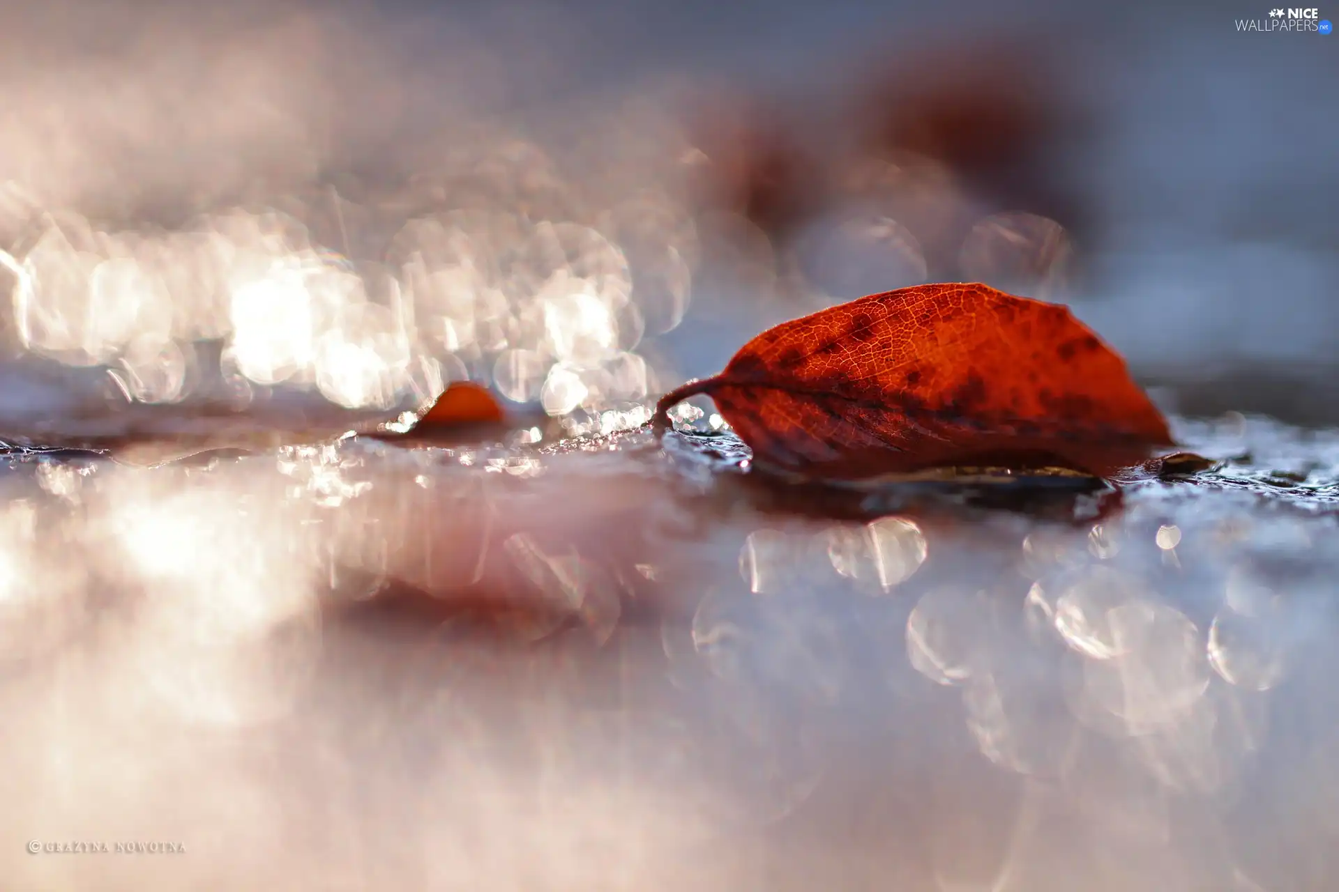 leaf, Bokeh