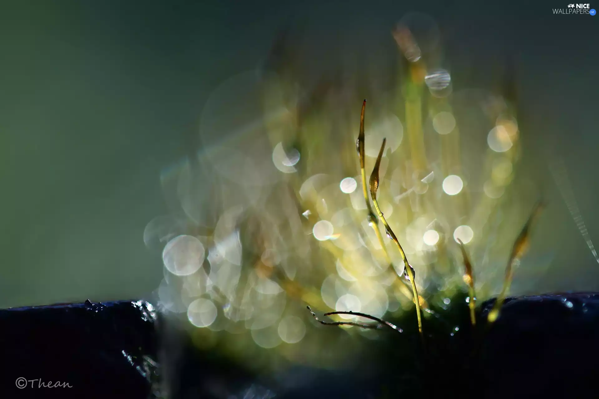 Close, Bokeh, lichens, blades, mosses