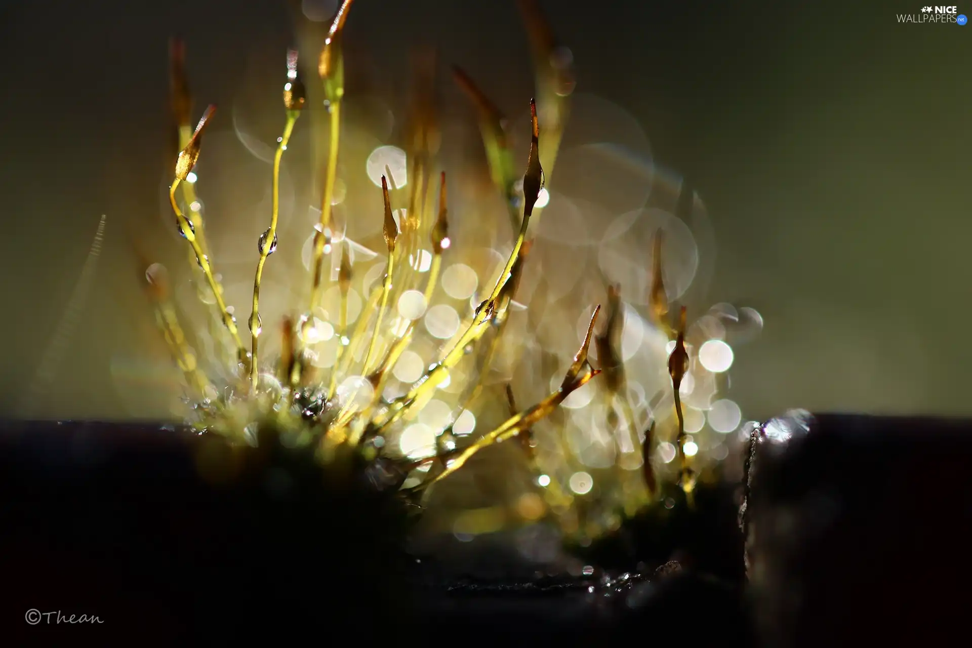 mosses, blades, Bokeh, lichens