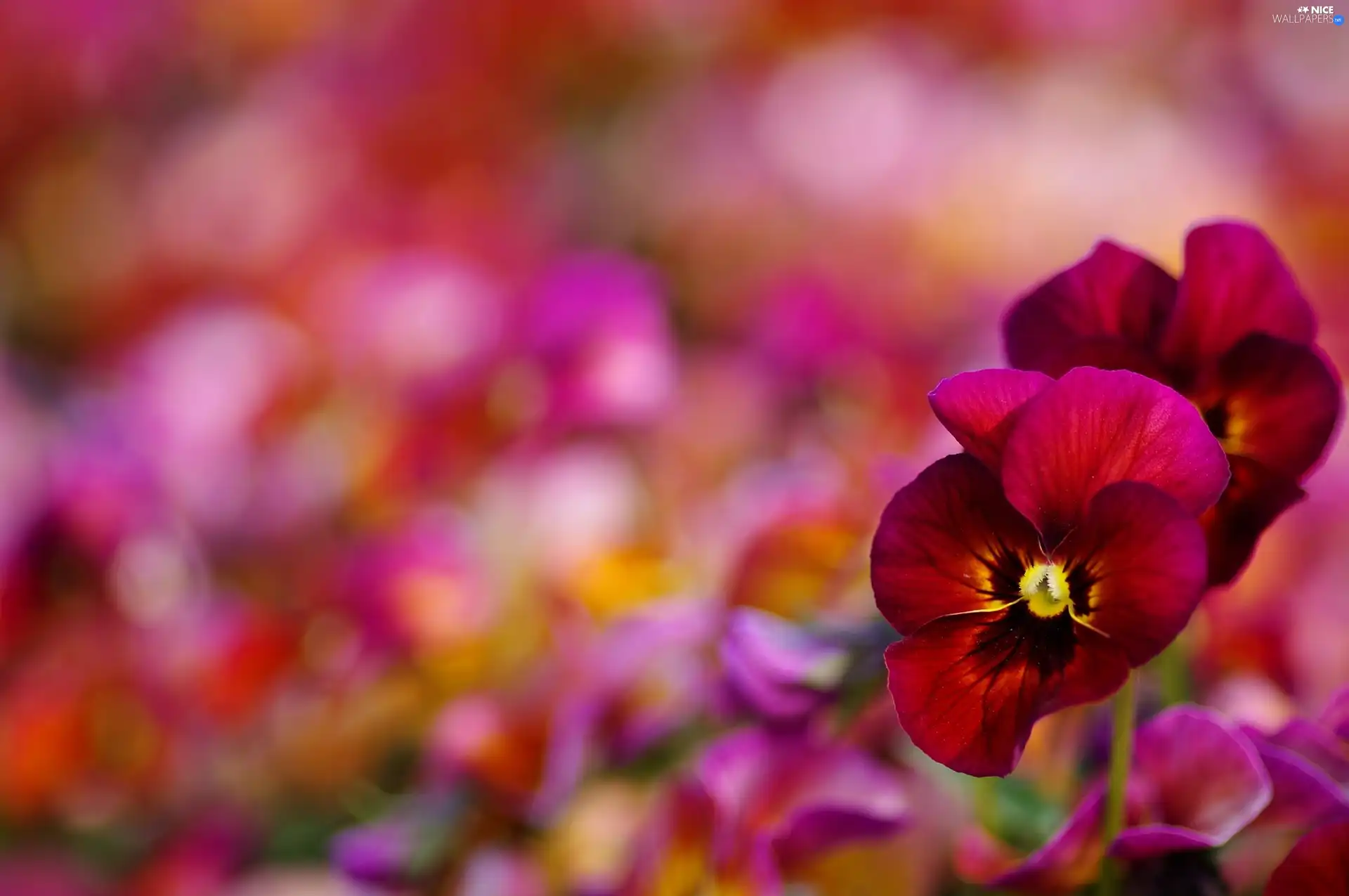 Bokeh, claret, pansies