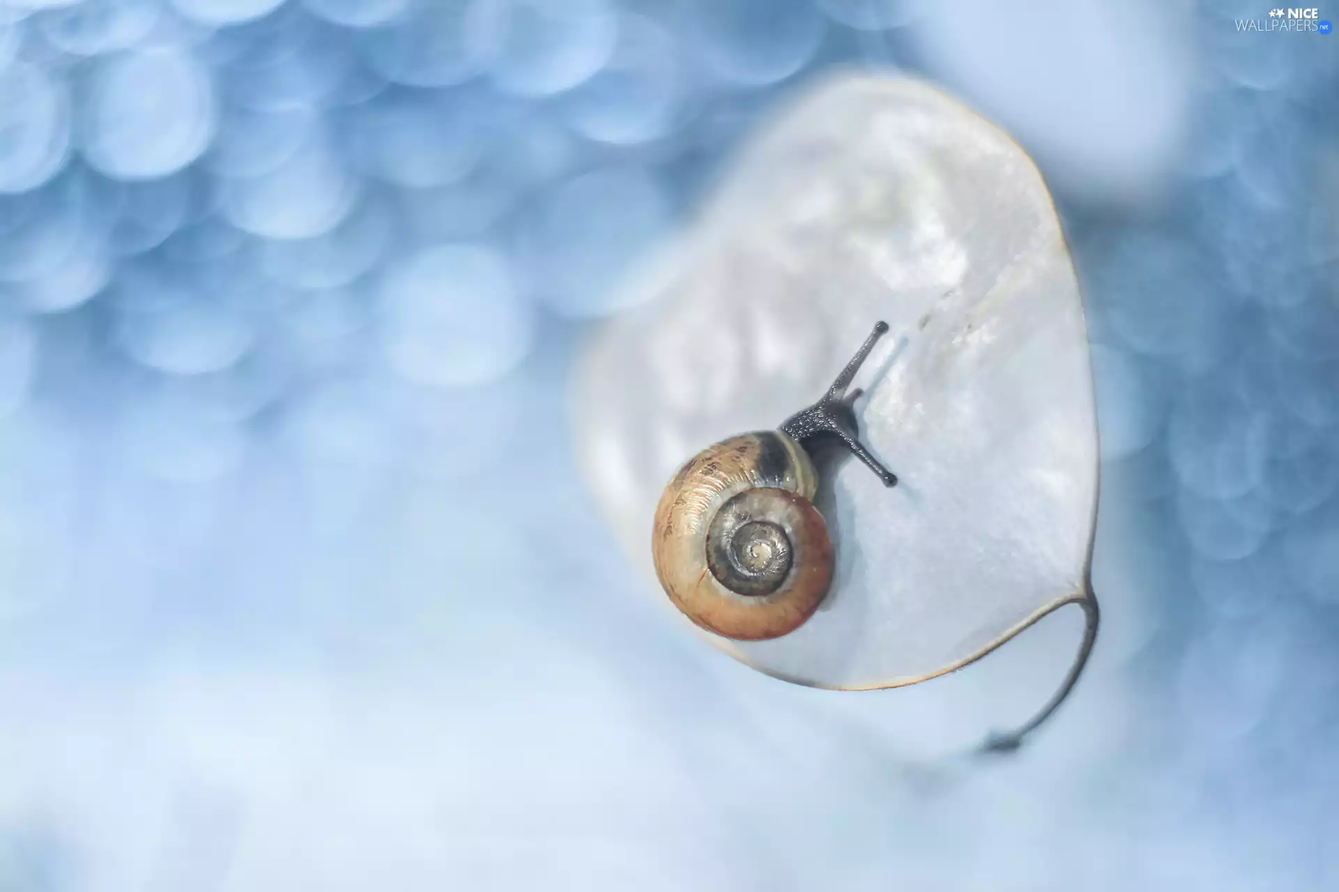 Bokeh, Snail, small