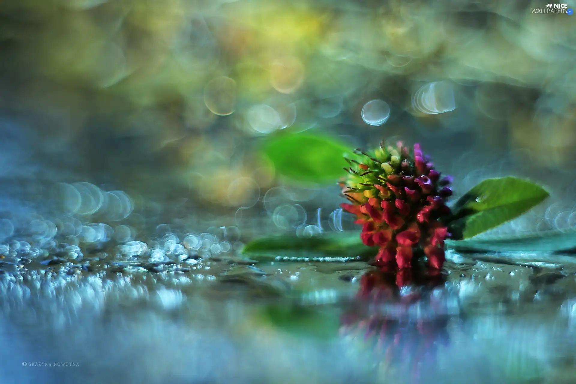 trefoil, Colourfull Flowers, Bokeh, Pink