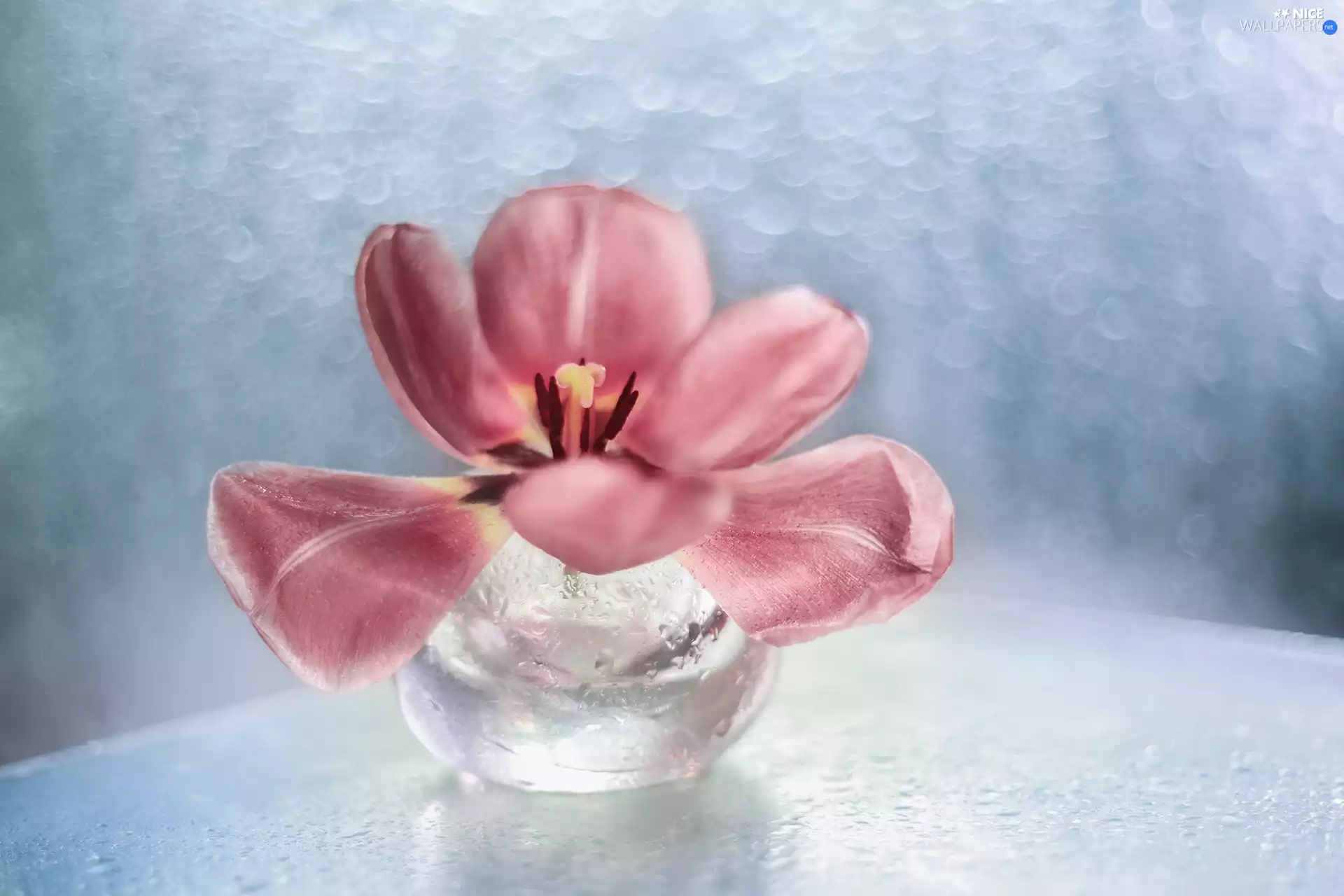 tulip, Bokeh, vase, Colourfull Flowers