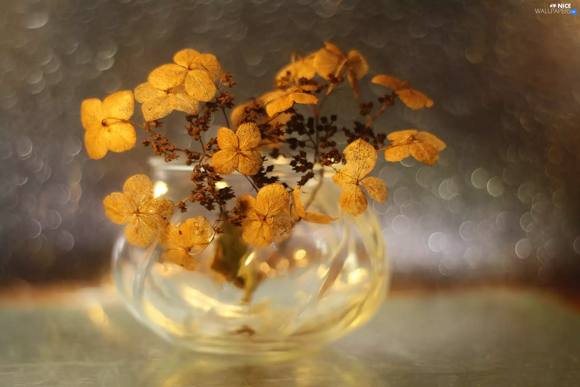 Bokeh, hydrangea, vase