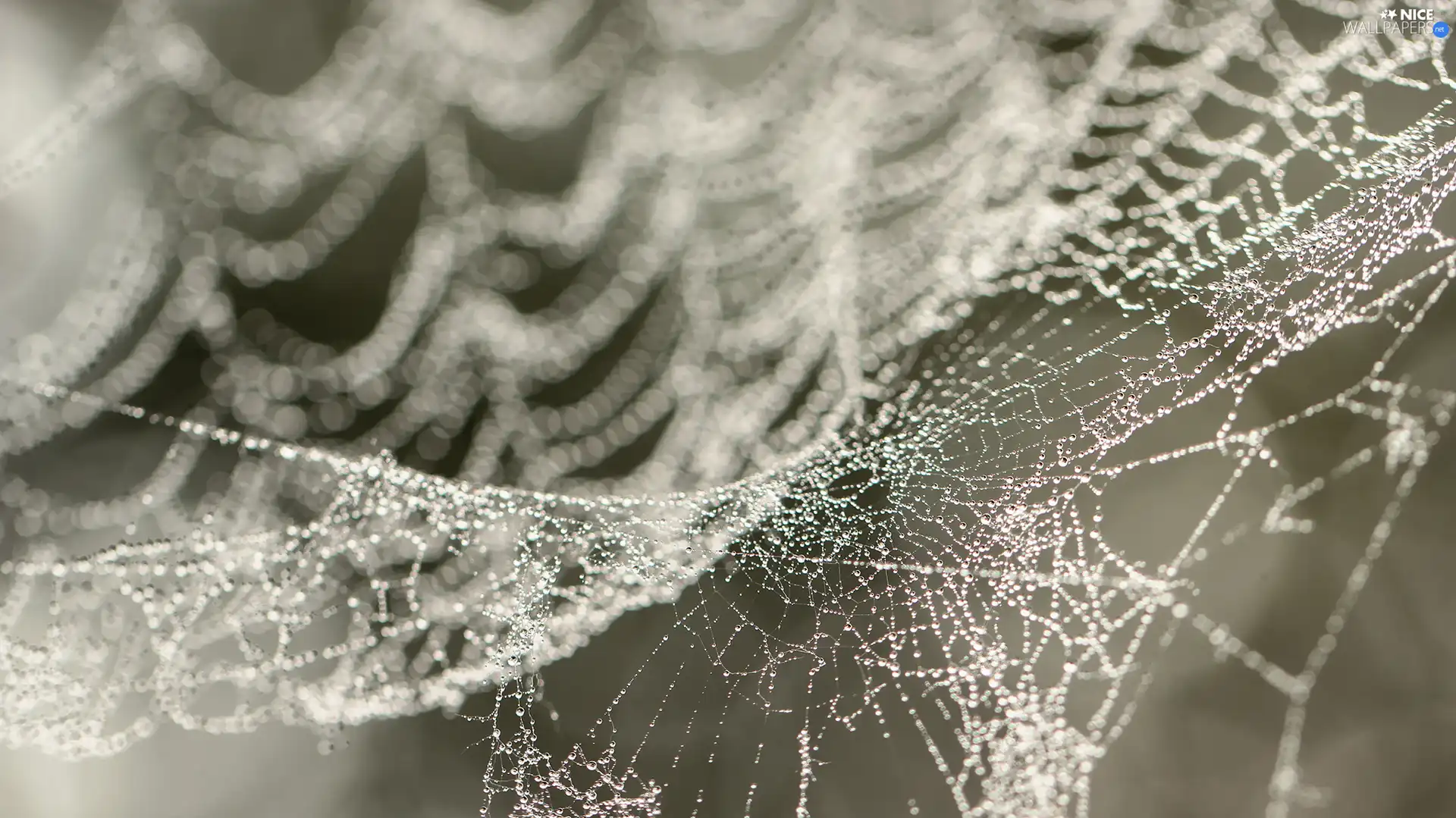 Web, water, Bokeh, drops