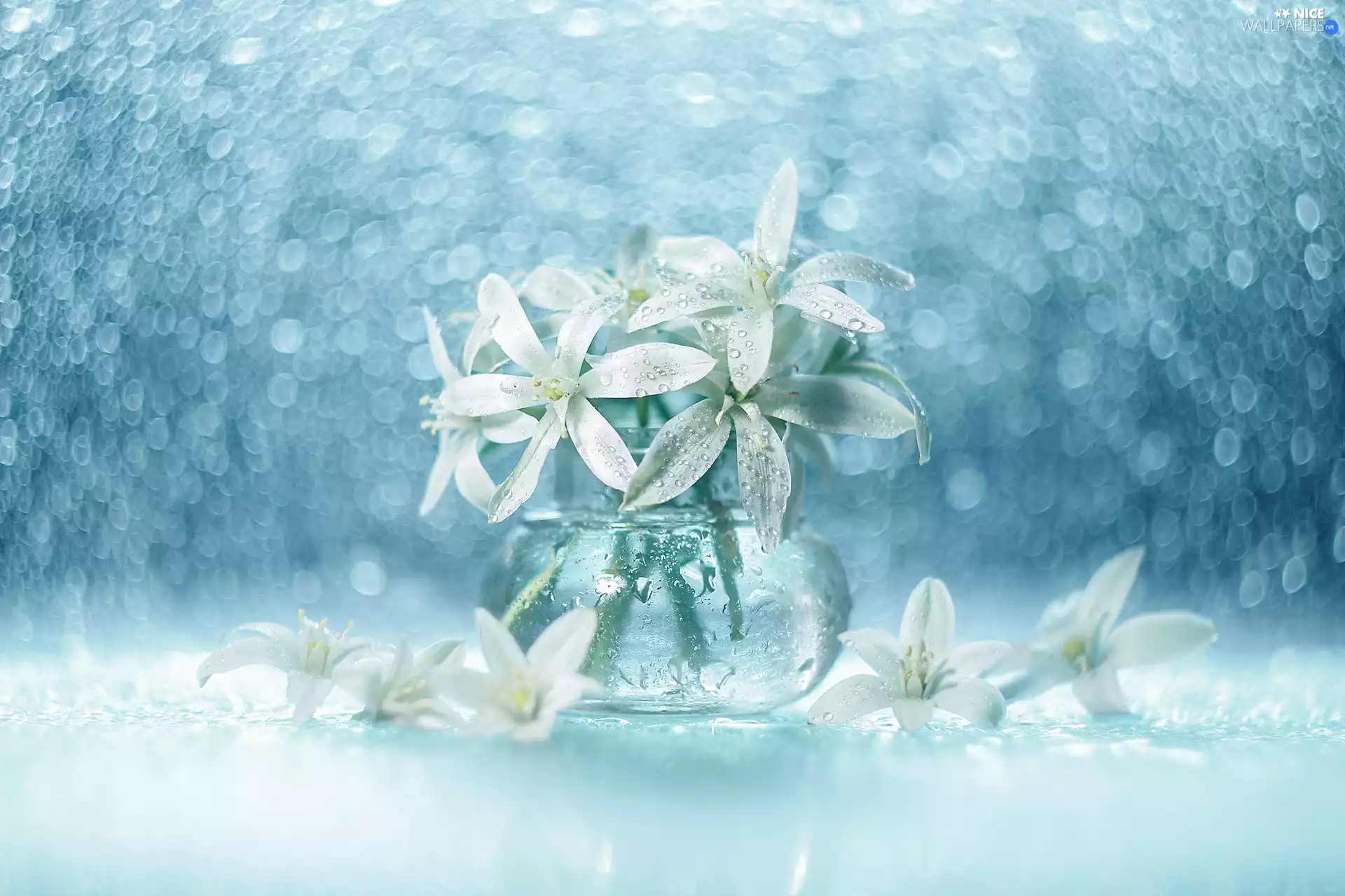 vase, Bokeh, White, Flowers, Ornithogalum
