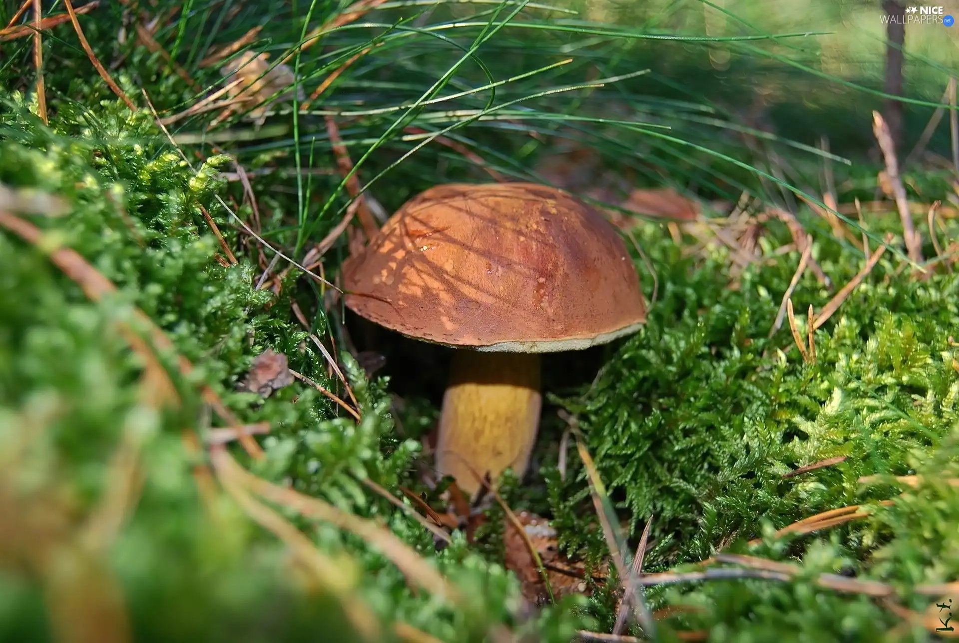 Beatyfull, bolete