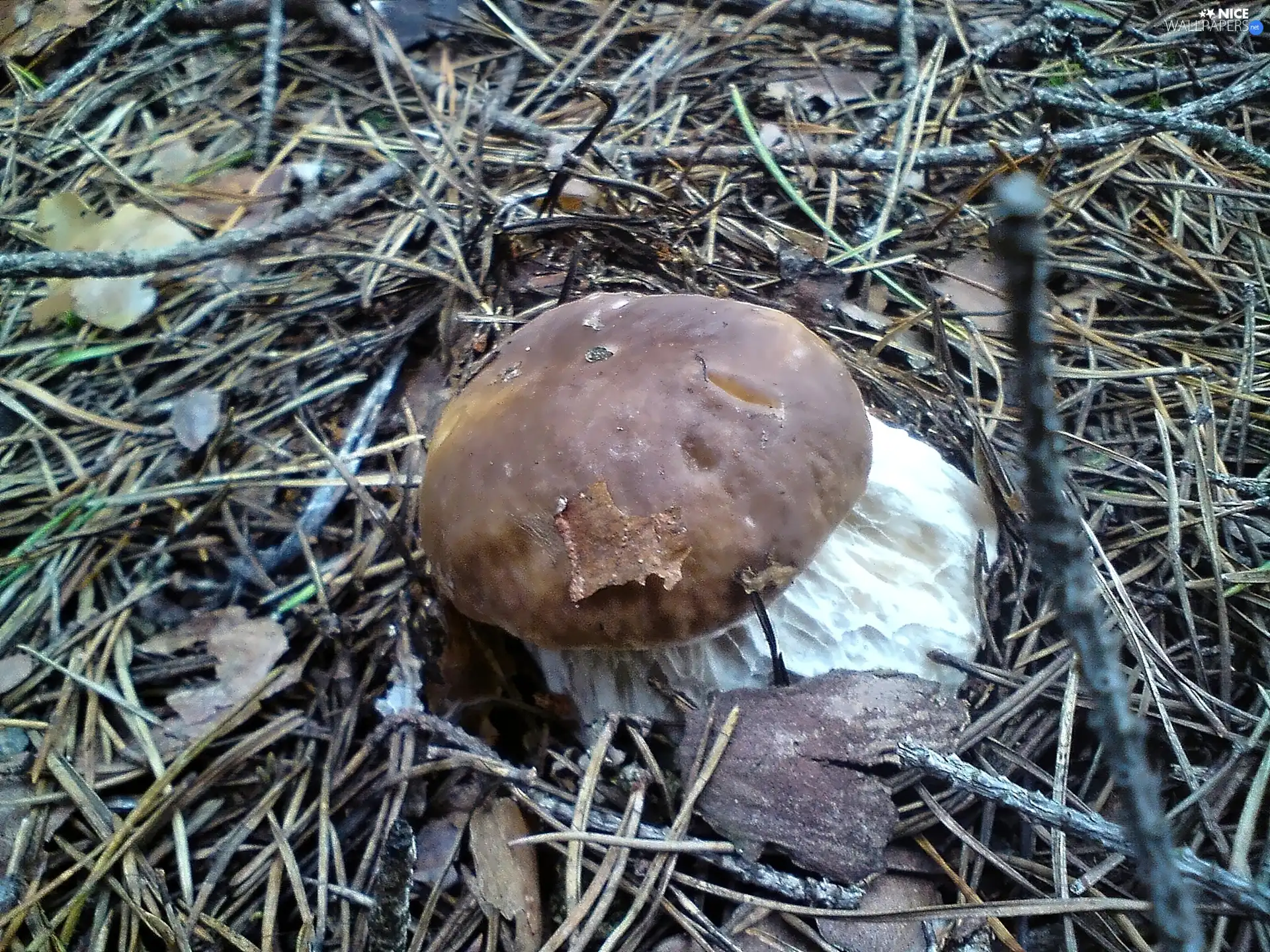 boletus, forest, Mushrooms