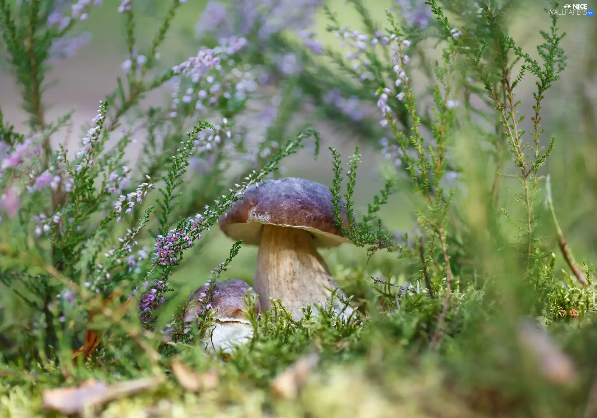 mushrooms, heather, Moss, boletus