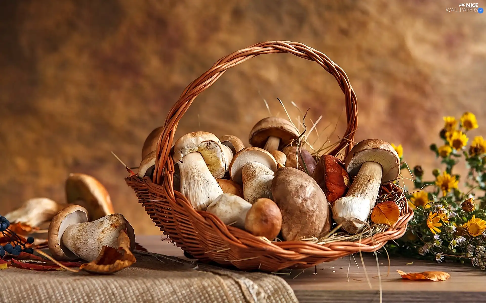 mushrooms, boletus