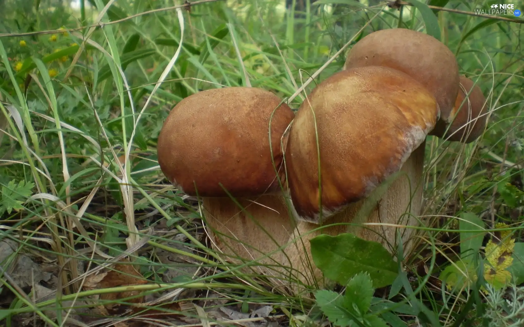 robust, boletus