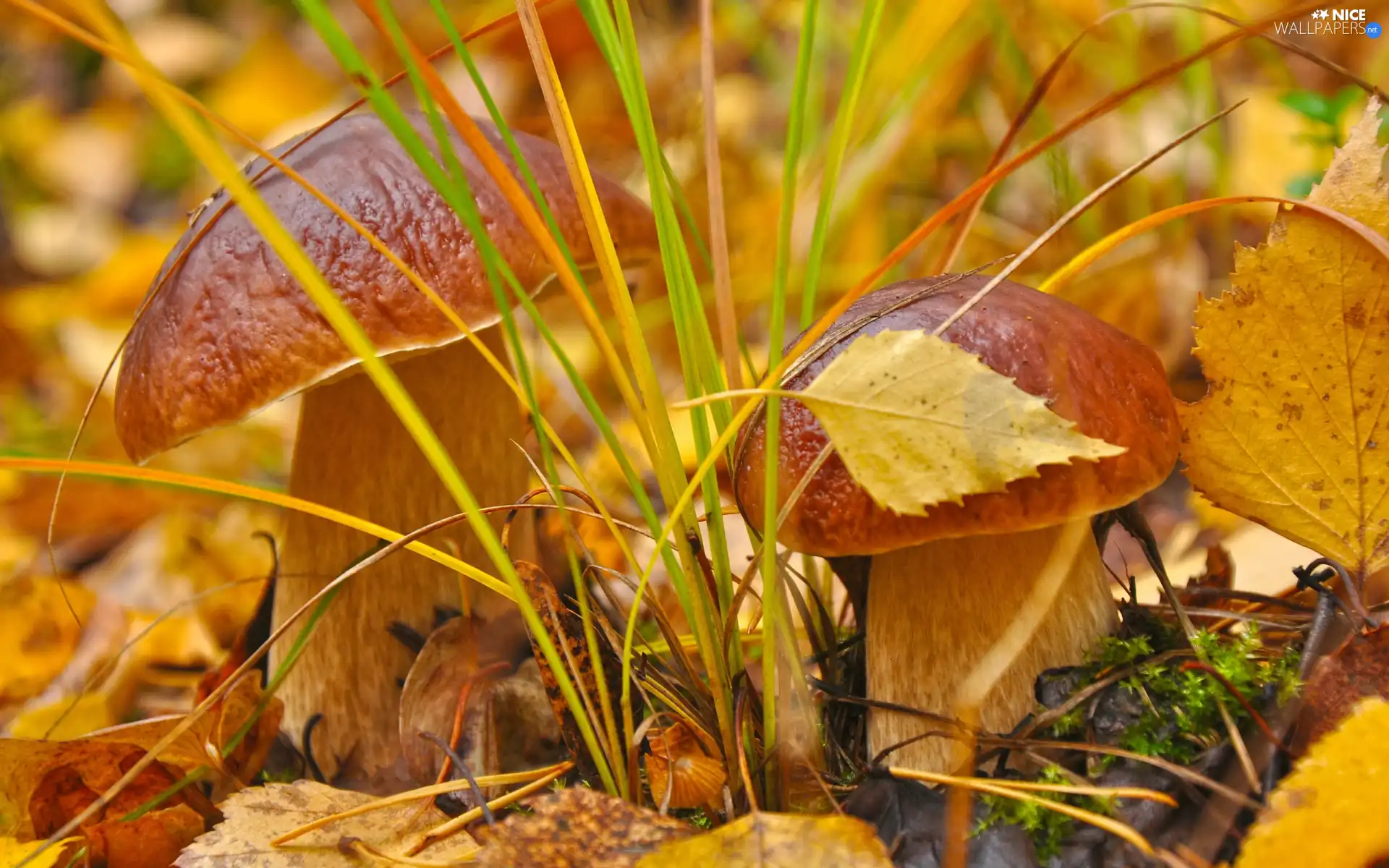 robust, boletus