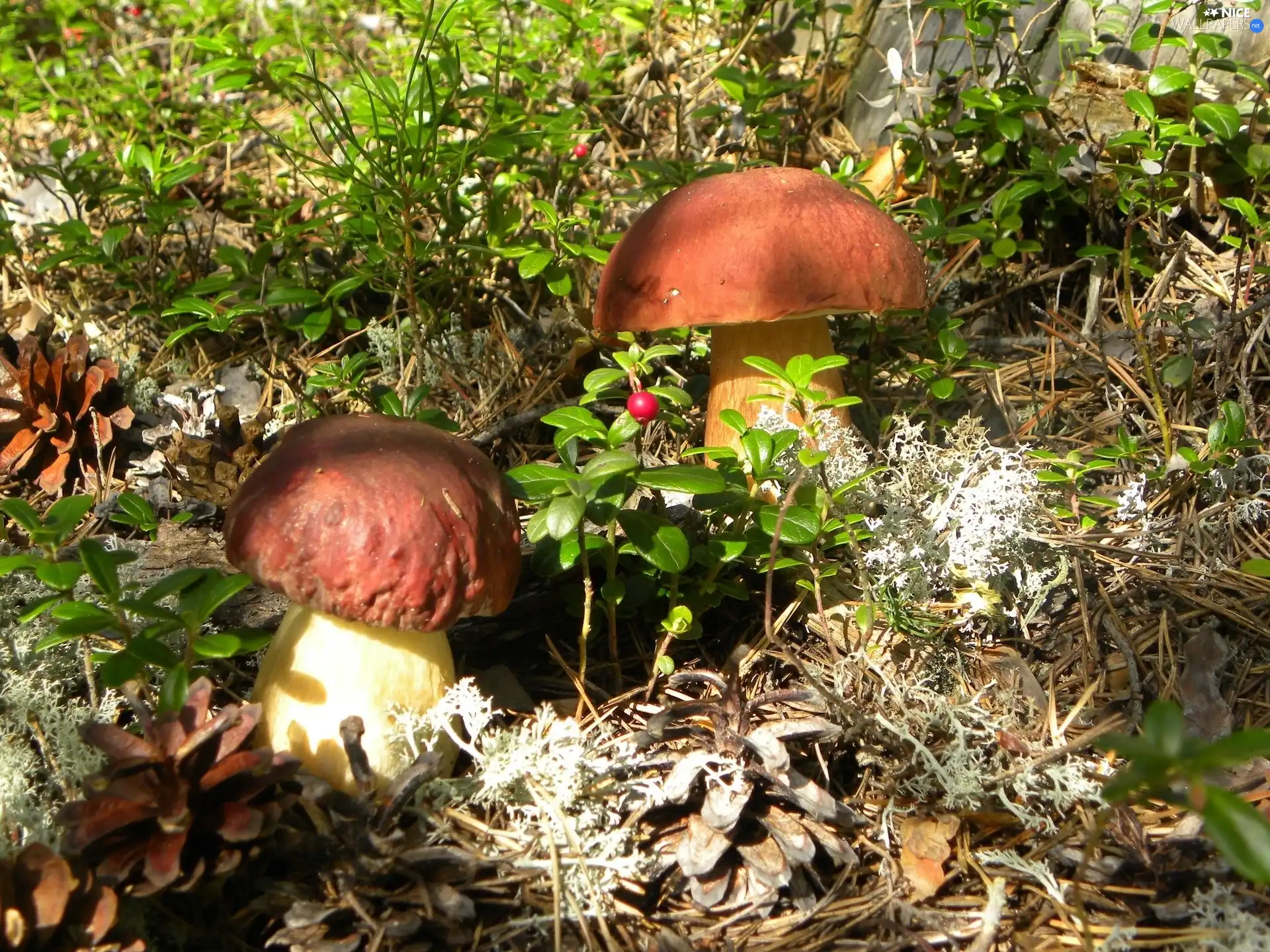 forest, beatyfull, boletus, Two cars