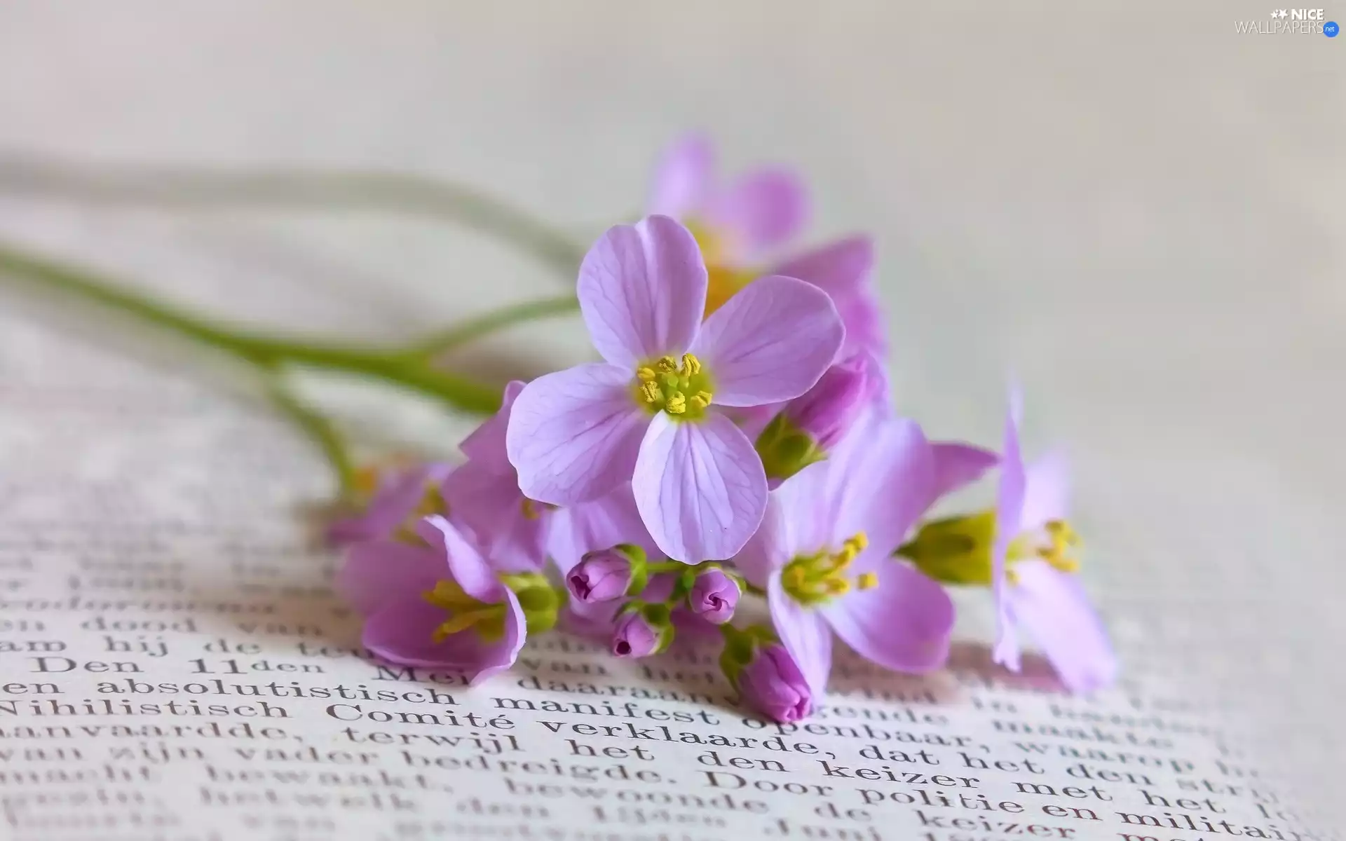 Book, purple, flowers