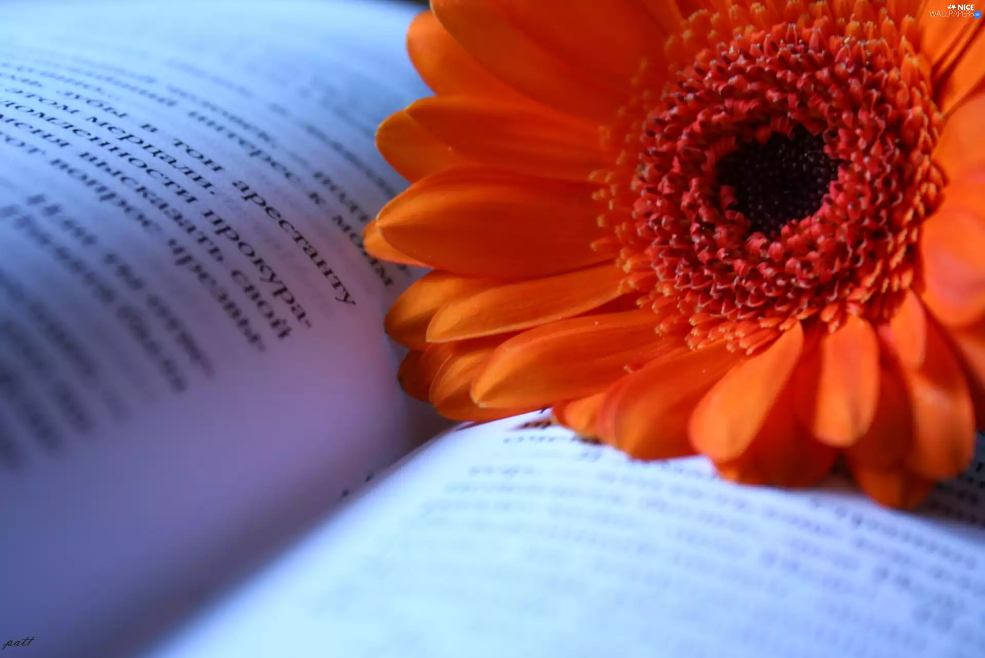 Book, Orange, Gerbera
