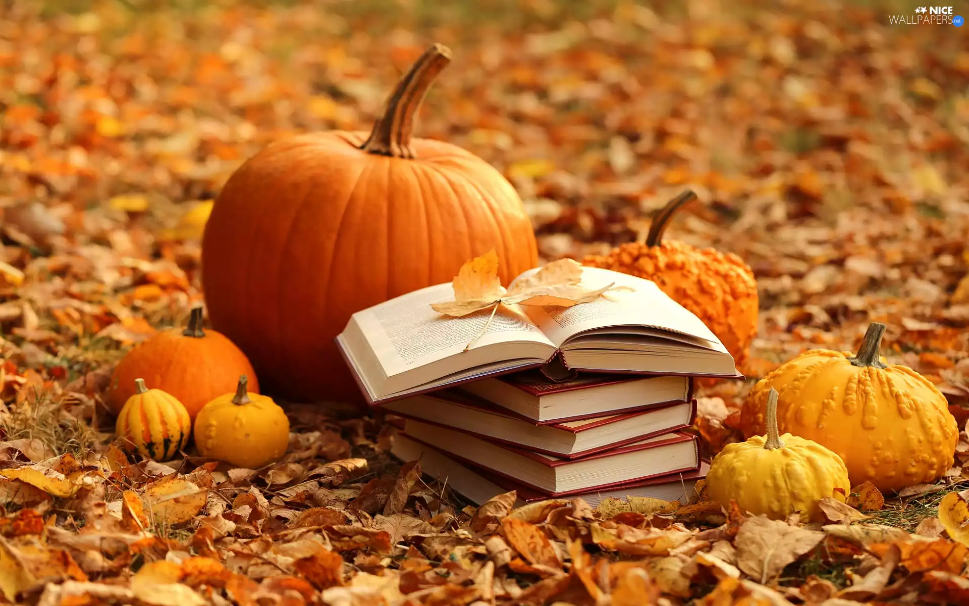 pumpkin, dry, Leaf, Books