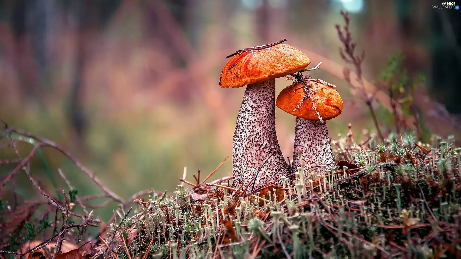 litter, mushrooms, high boots