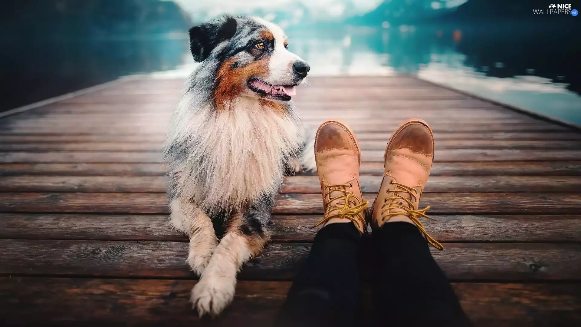 Platform, lake, legs, Boots, Australian Shepherd