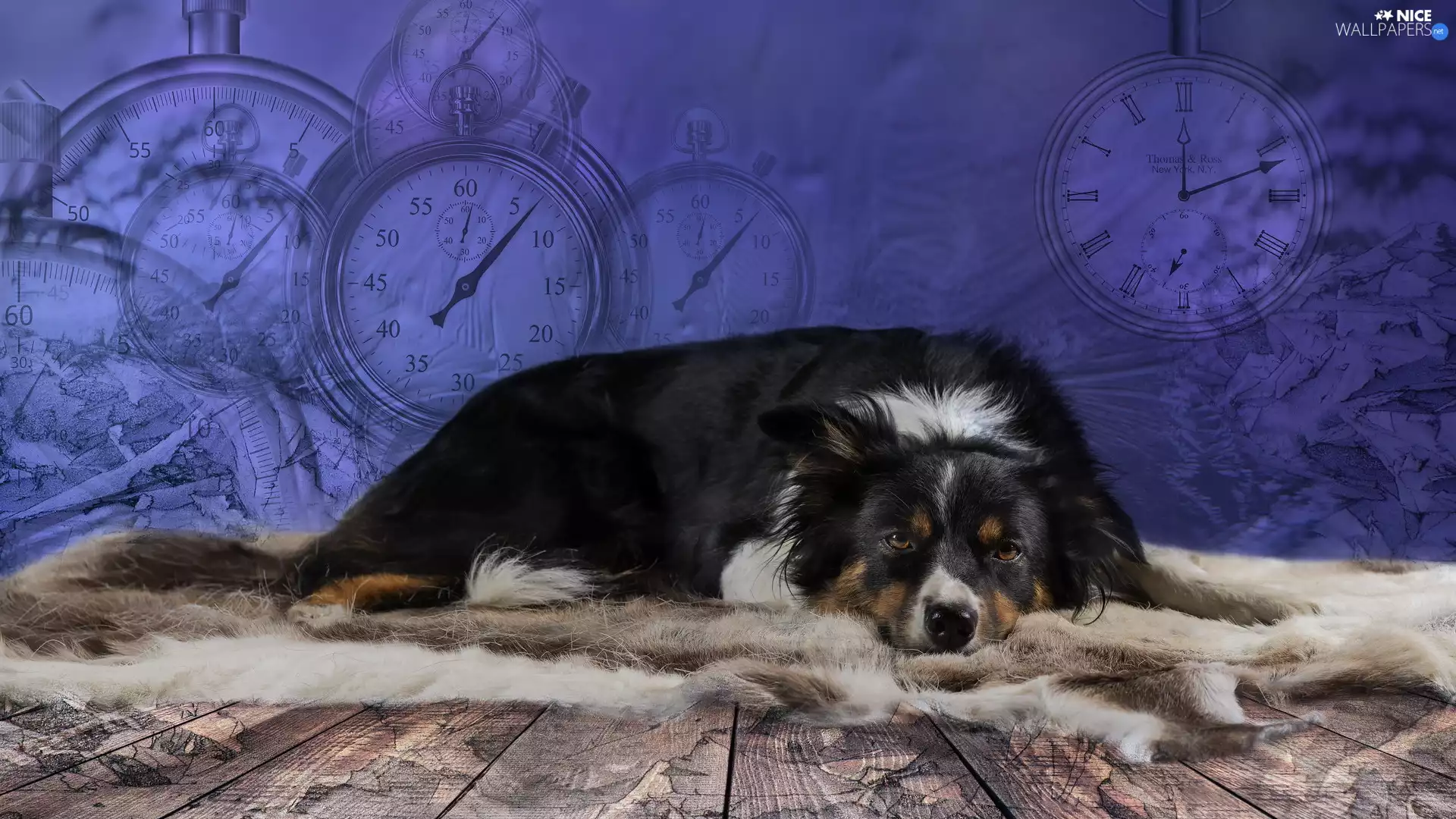 lying, Border Collie, clocks, dog