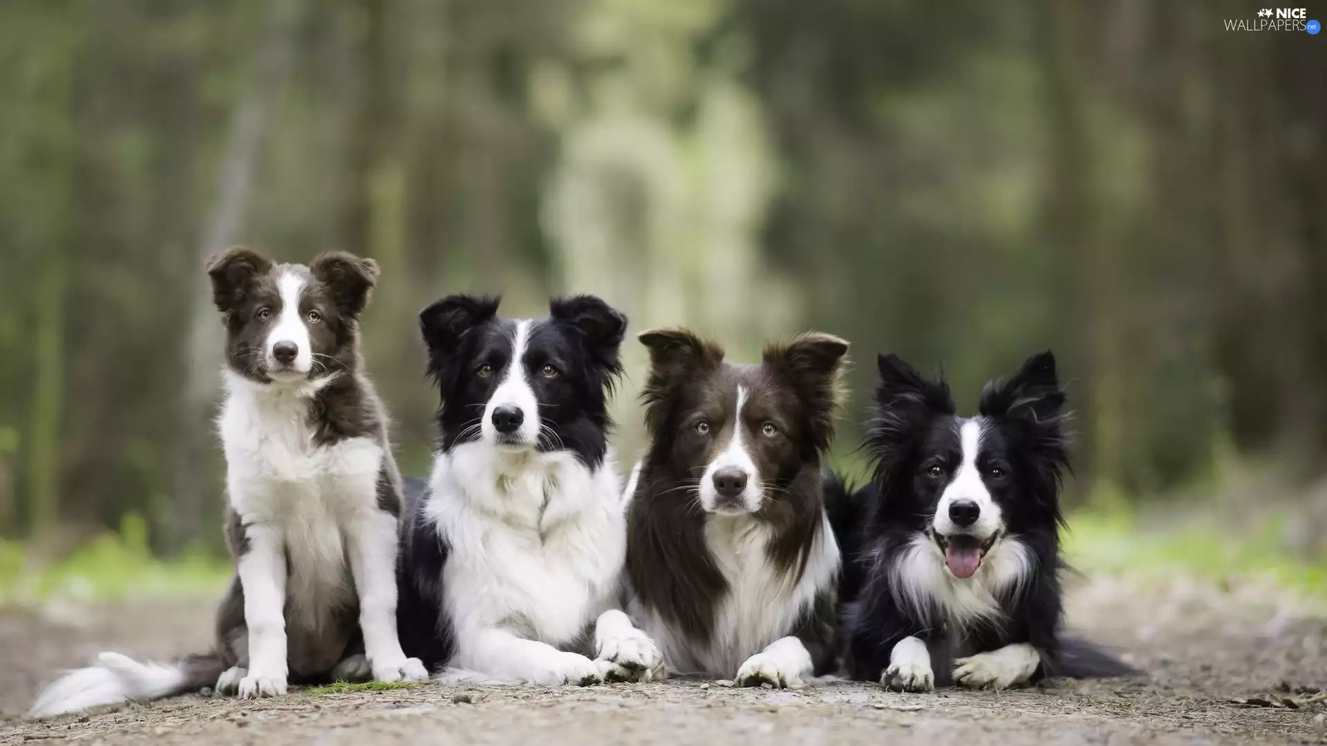 four, Border Collie, lane, Dogs