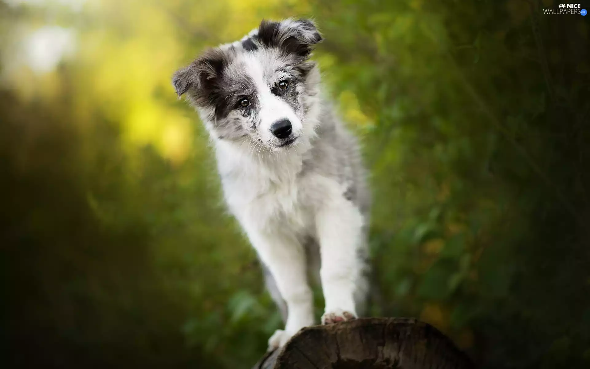 dog, Border Collie, muzzle, Puppy