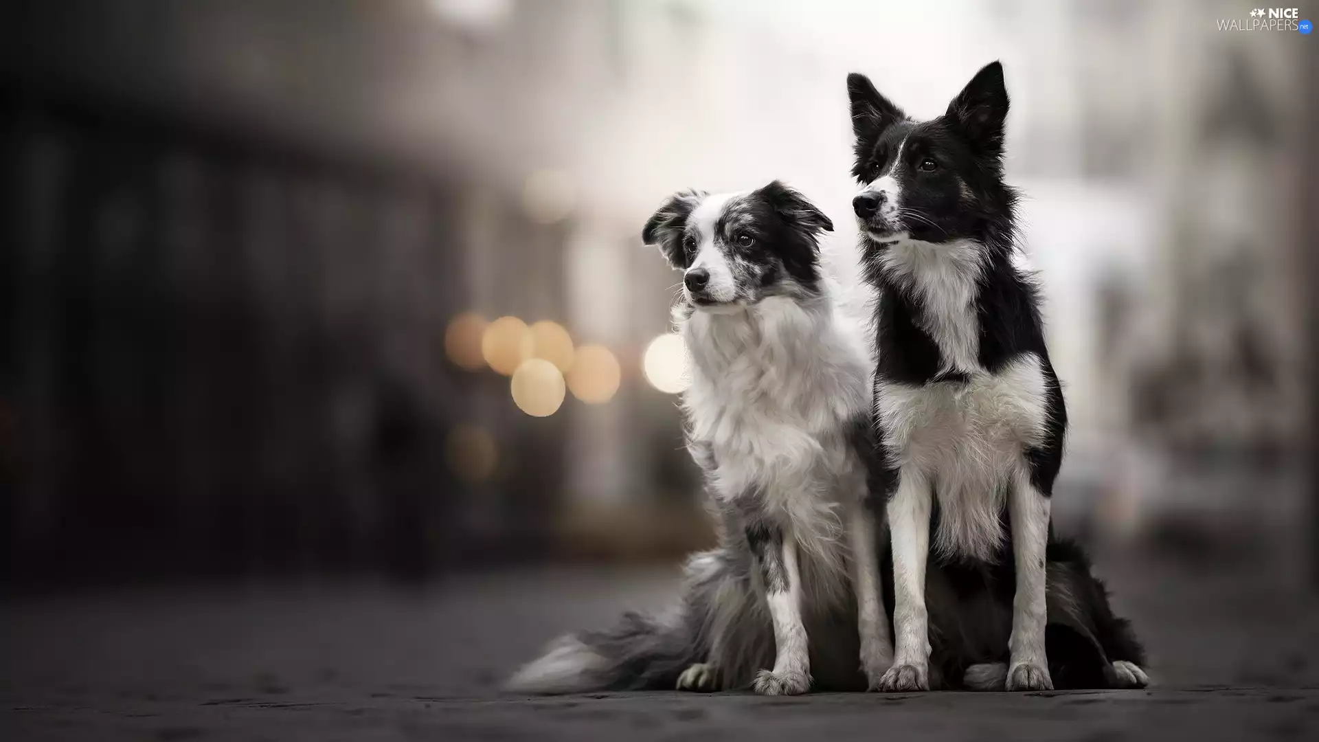fuzzy, background, Dogs, Border Collie, Two cars