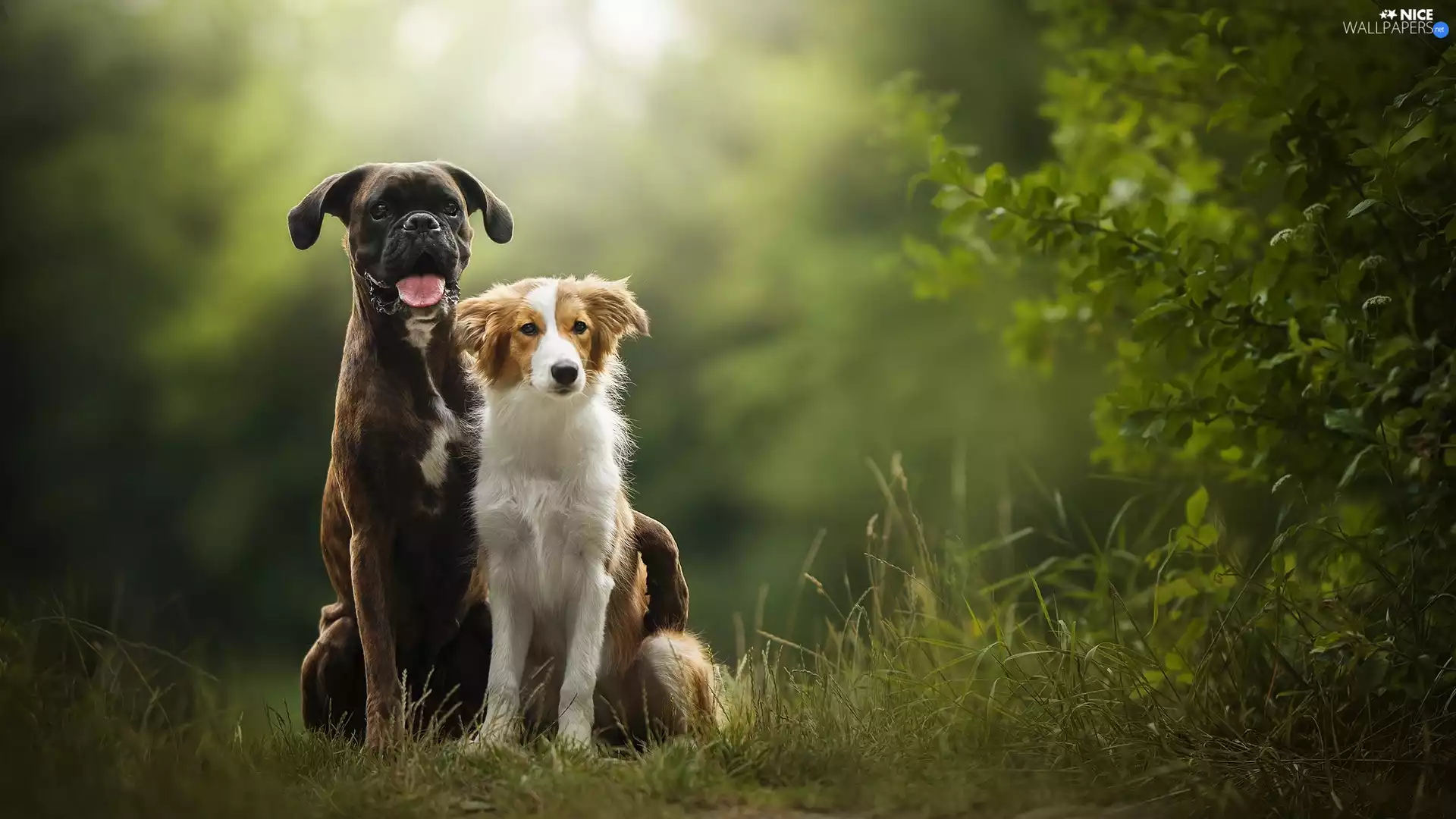 Bush, grass, boxer, Border Collie, Dogs