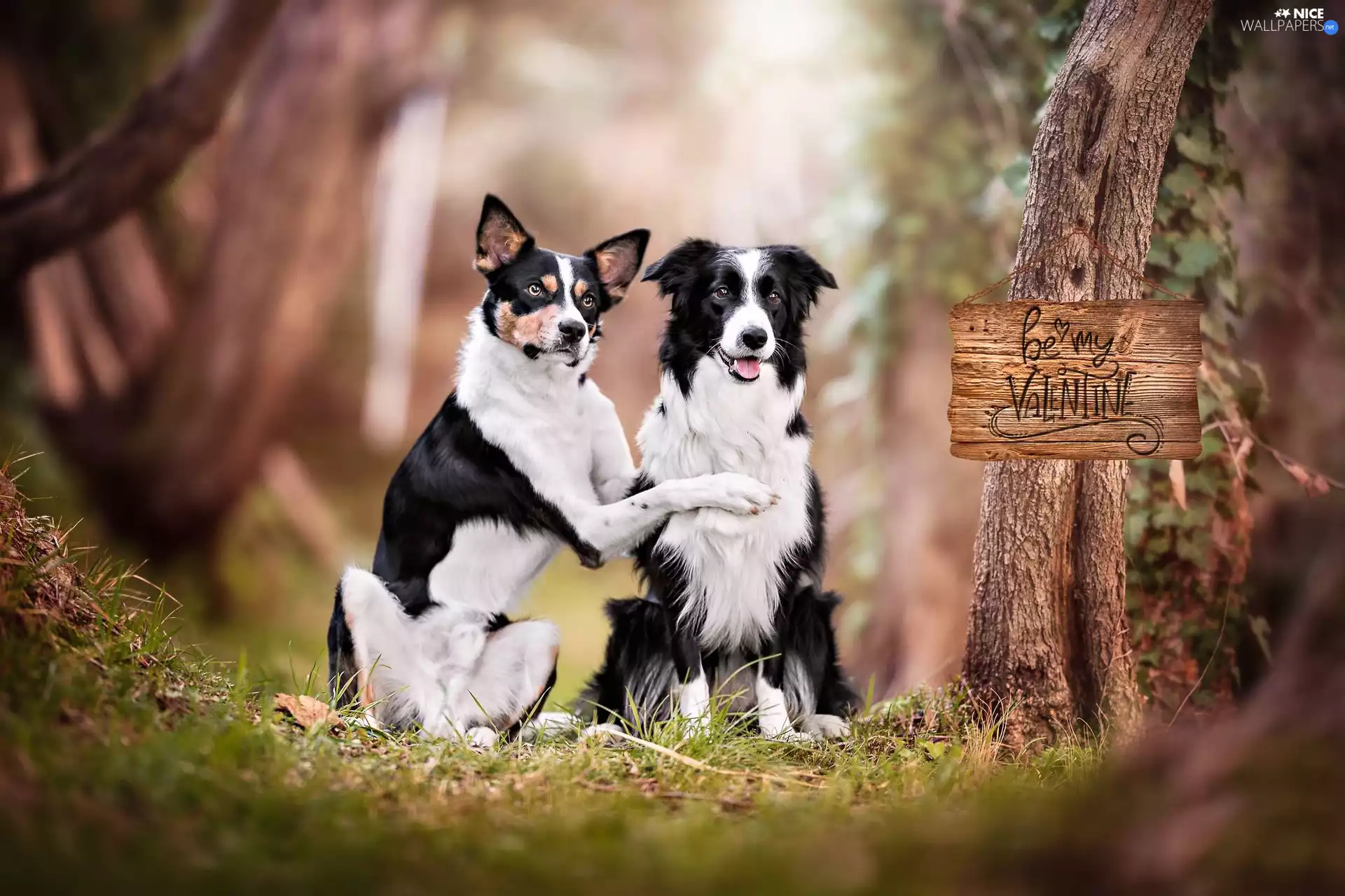 Two cars, mongrel, Border Collie, Dogs