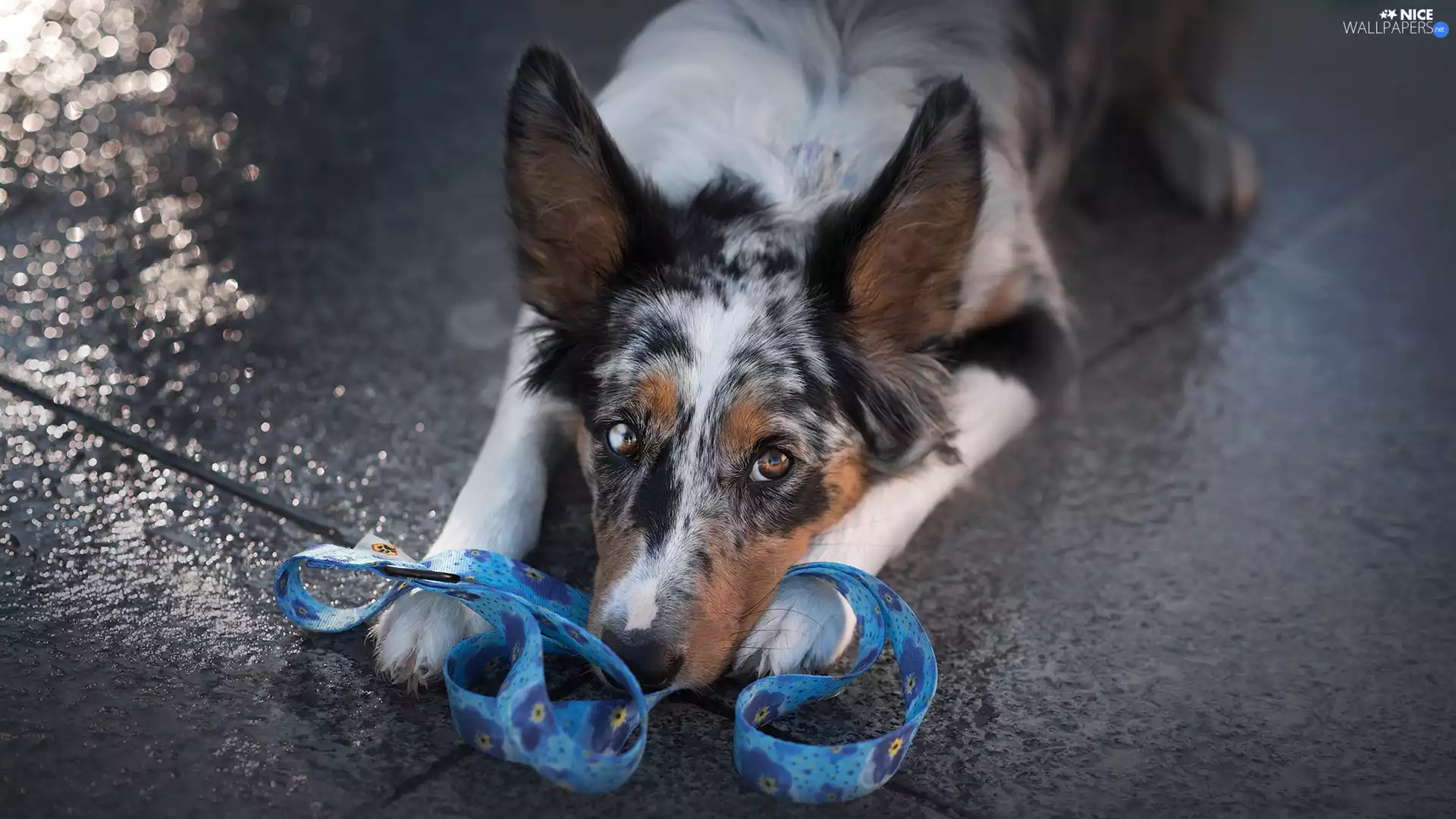 muzzle, Leash, dog, Border Collie, lying