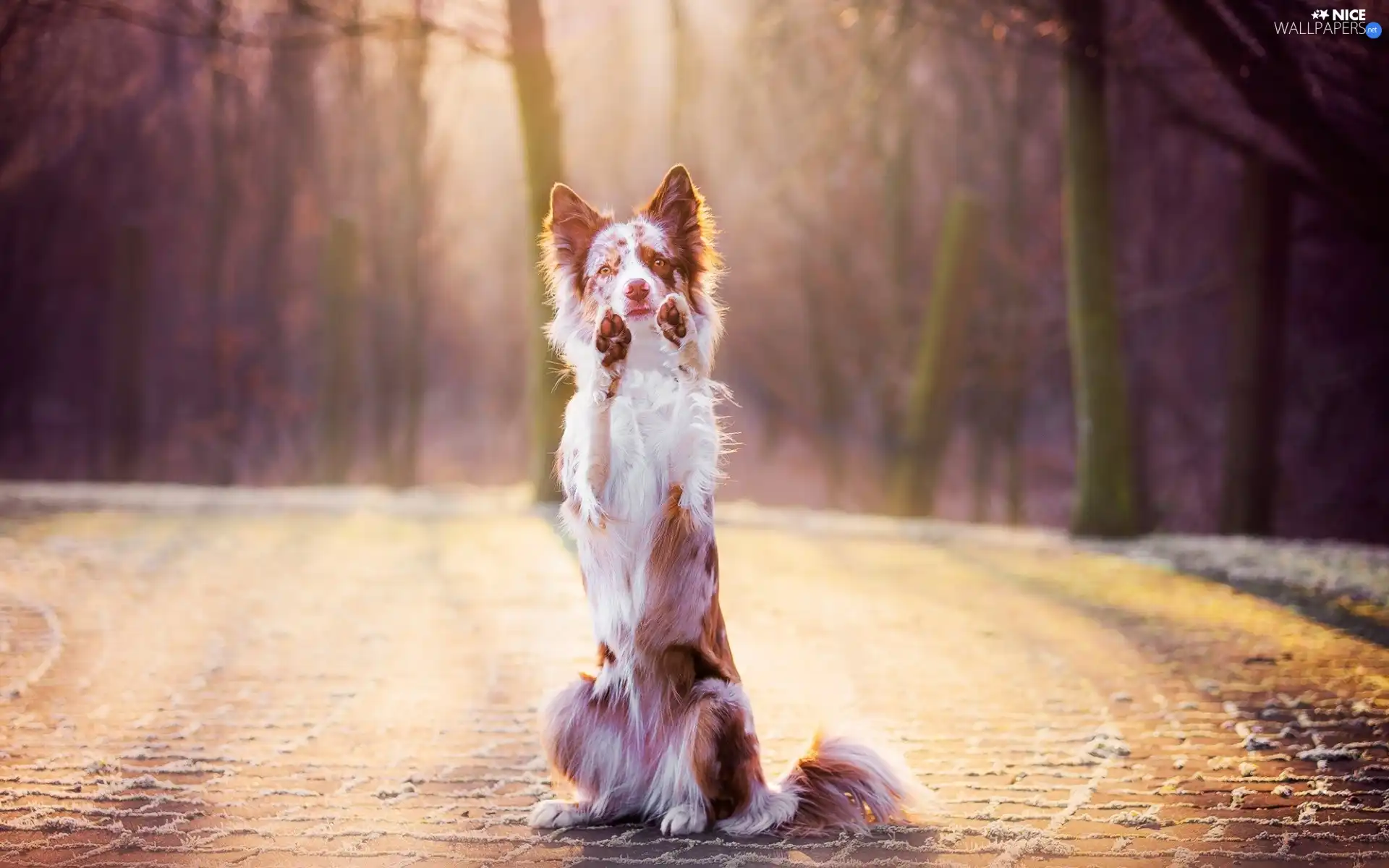 paws, Requesters, Border Collie