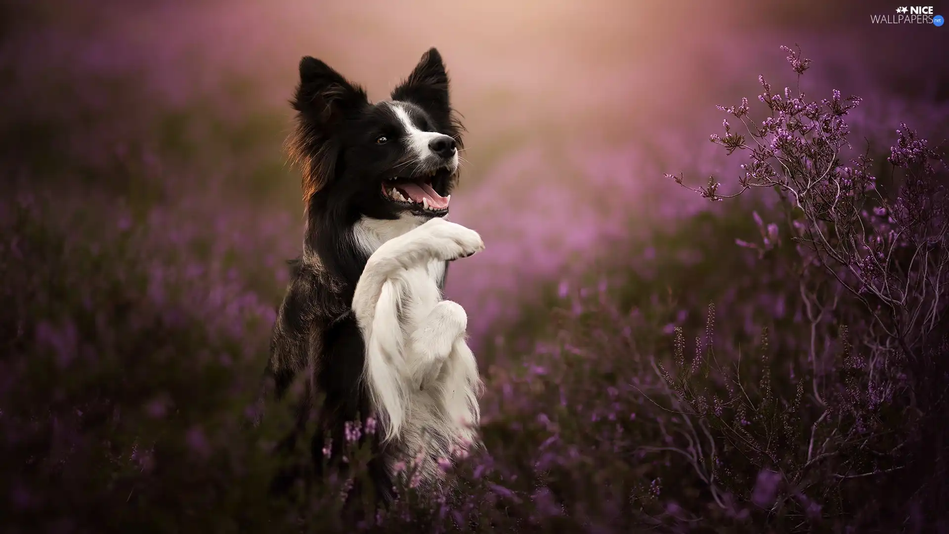 Border Collie, black and white, pud, heathers, The raised, dog