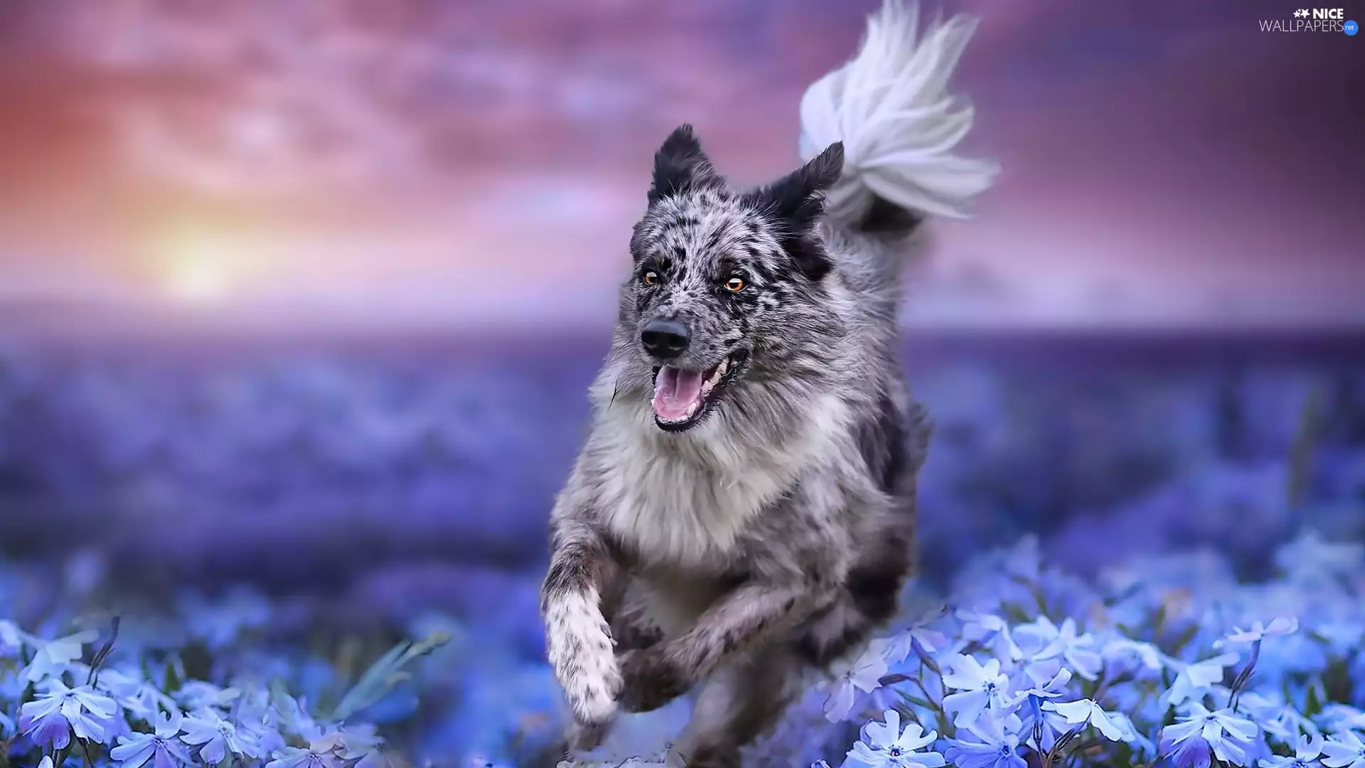 Meadow, Flowers, dog, Border Collie, running