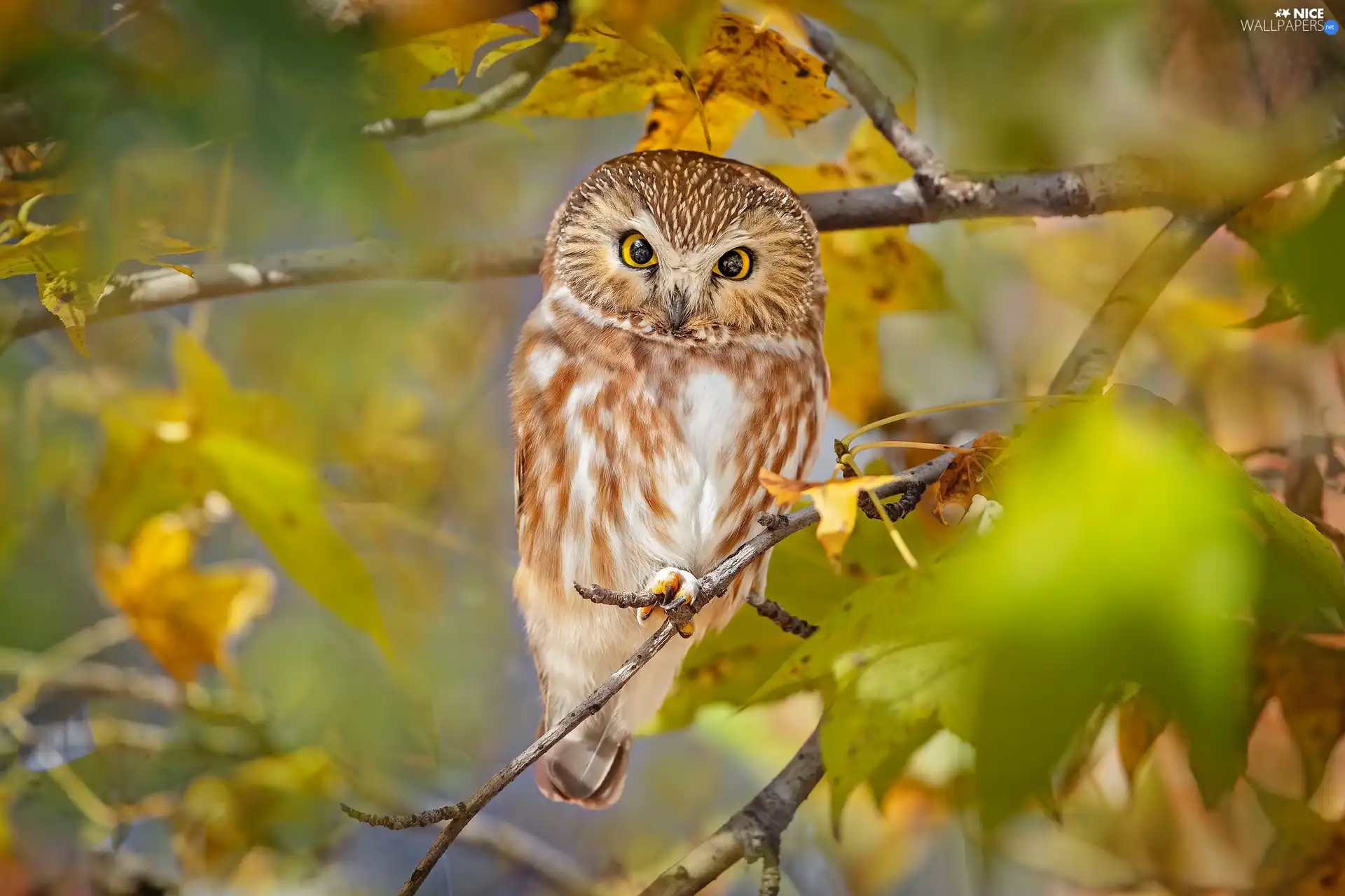 branch pics, Leaf, Boreal Owl, trees, owl