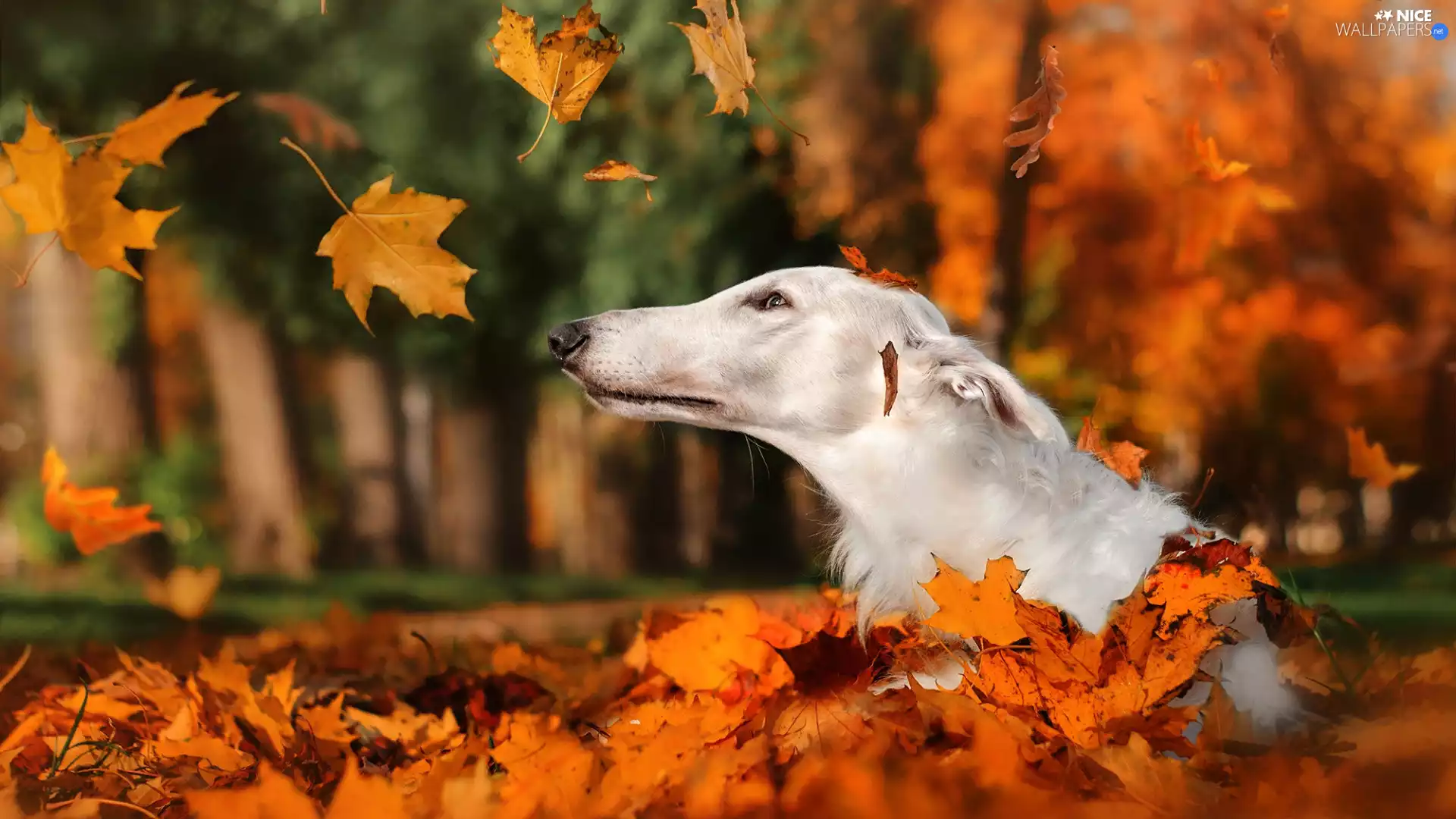 Park, Leaf, Russian Chart, Red, autumn, dog, Borzoi