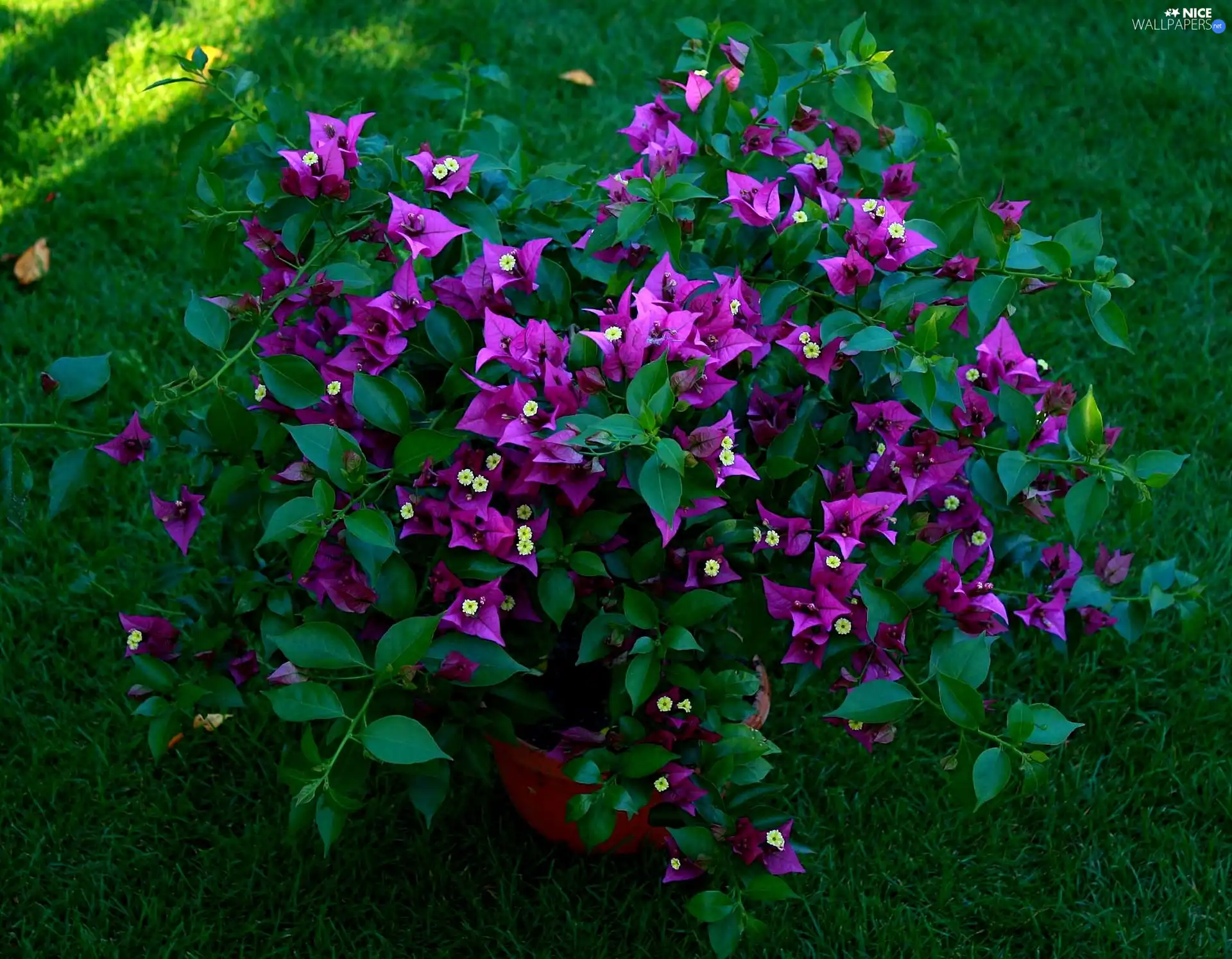Bush, Bougainvillea