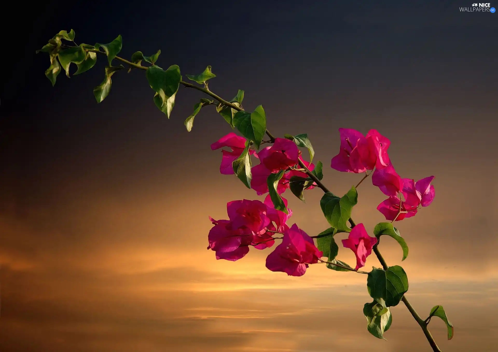 Bougainvillea, twig, Flowers