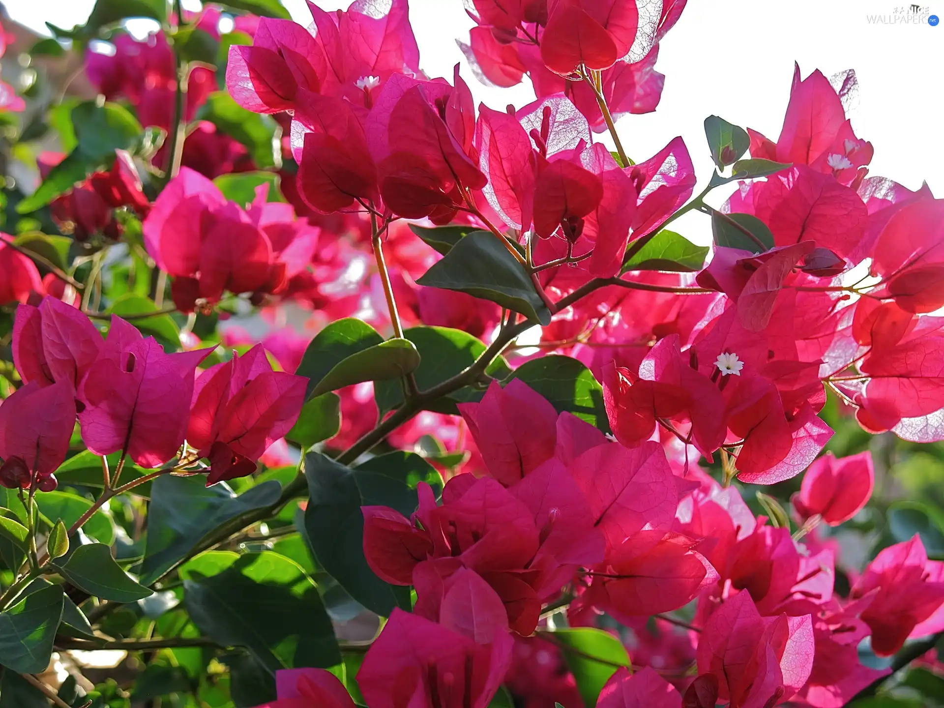 Pink, bush, Bougainvillea, Flowers