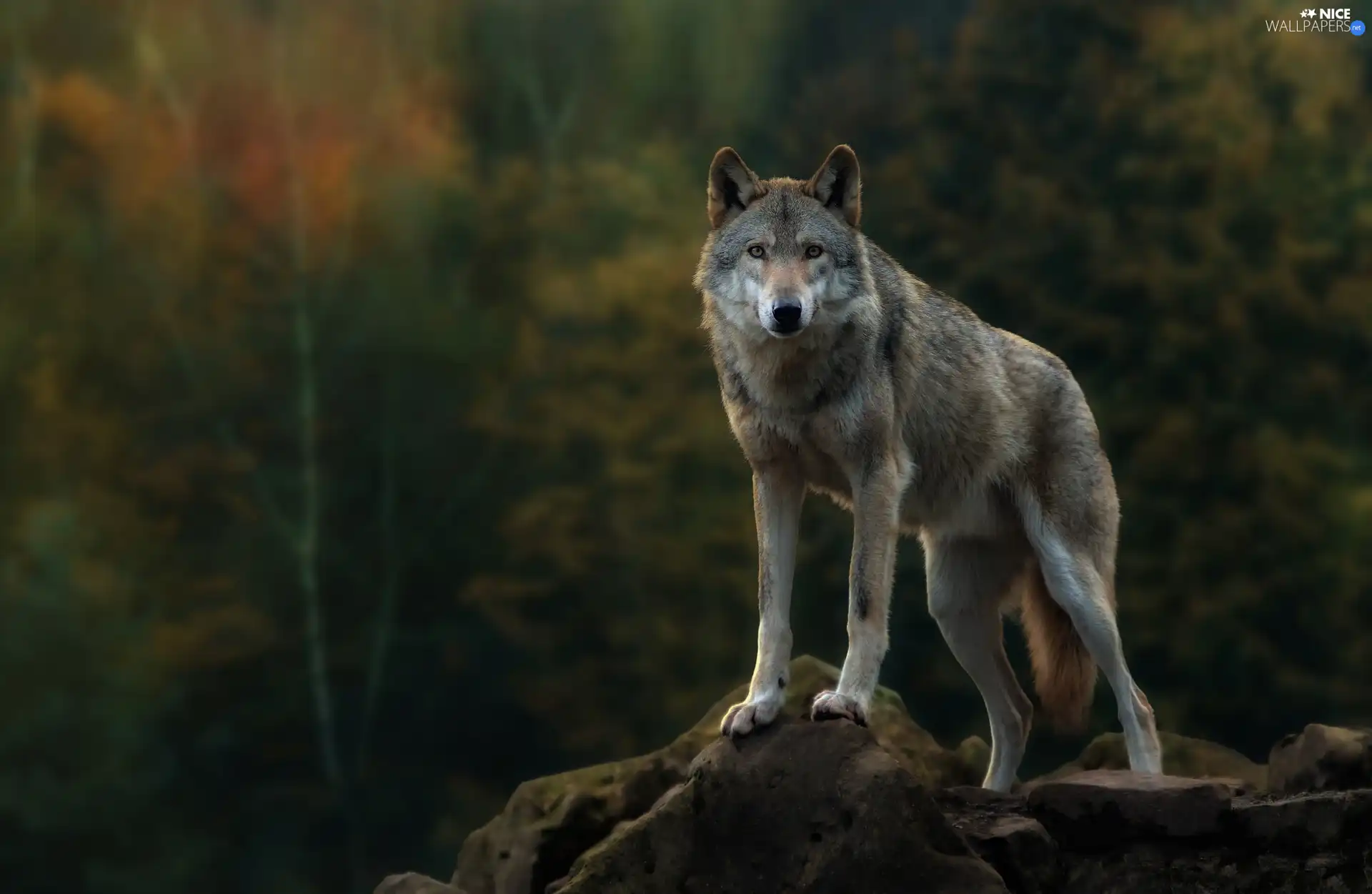 boulders, Wolf, elevation